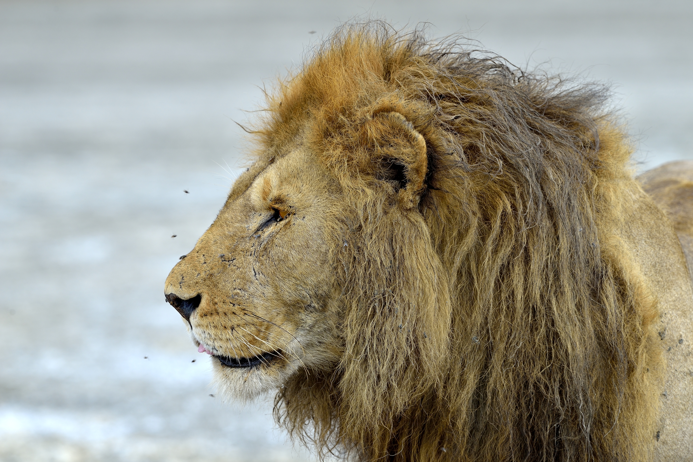 ngorongoro cons. area - Leone
