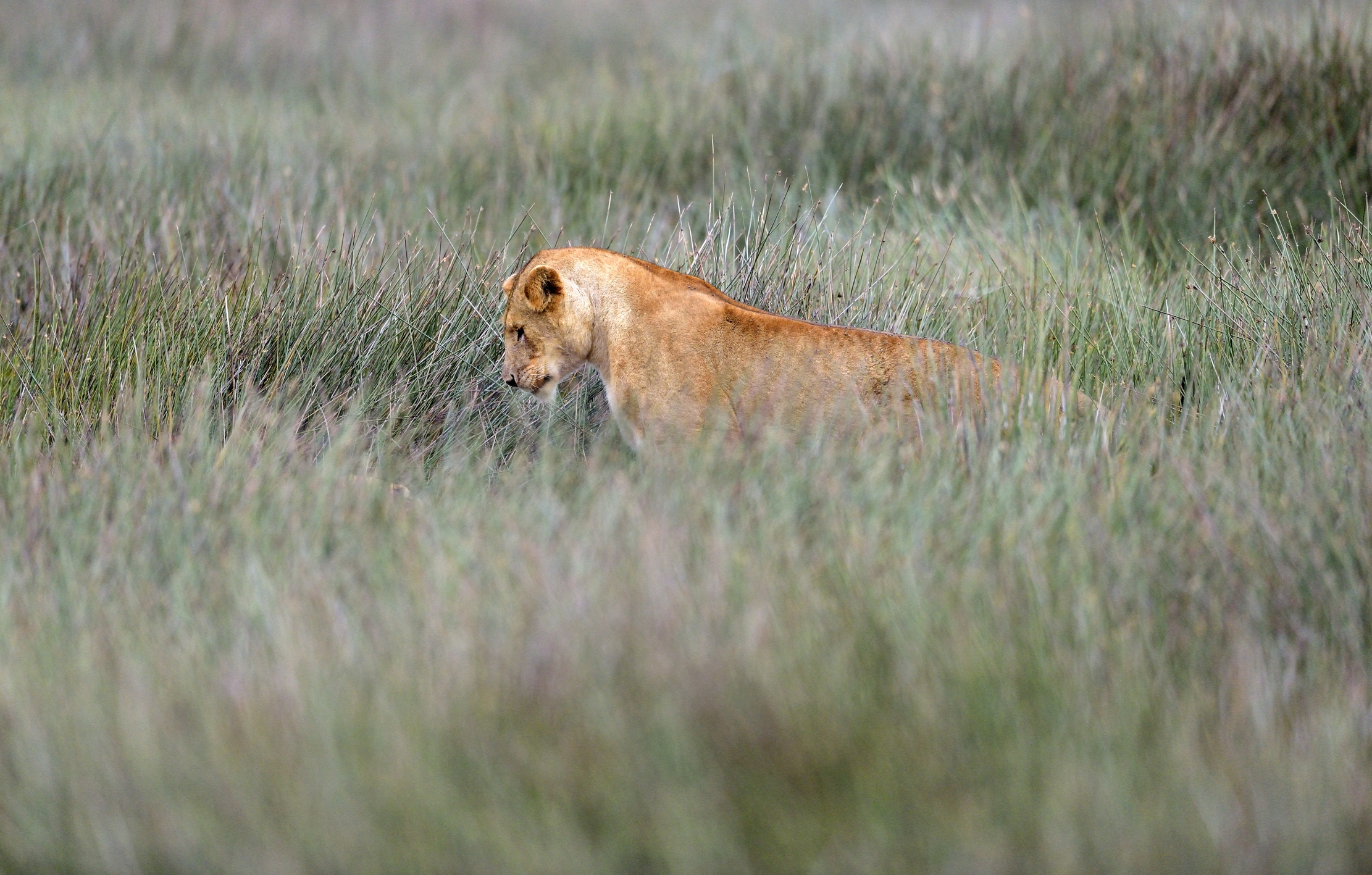 ngorongoro cons. area - Leoni