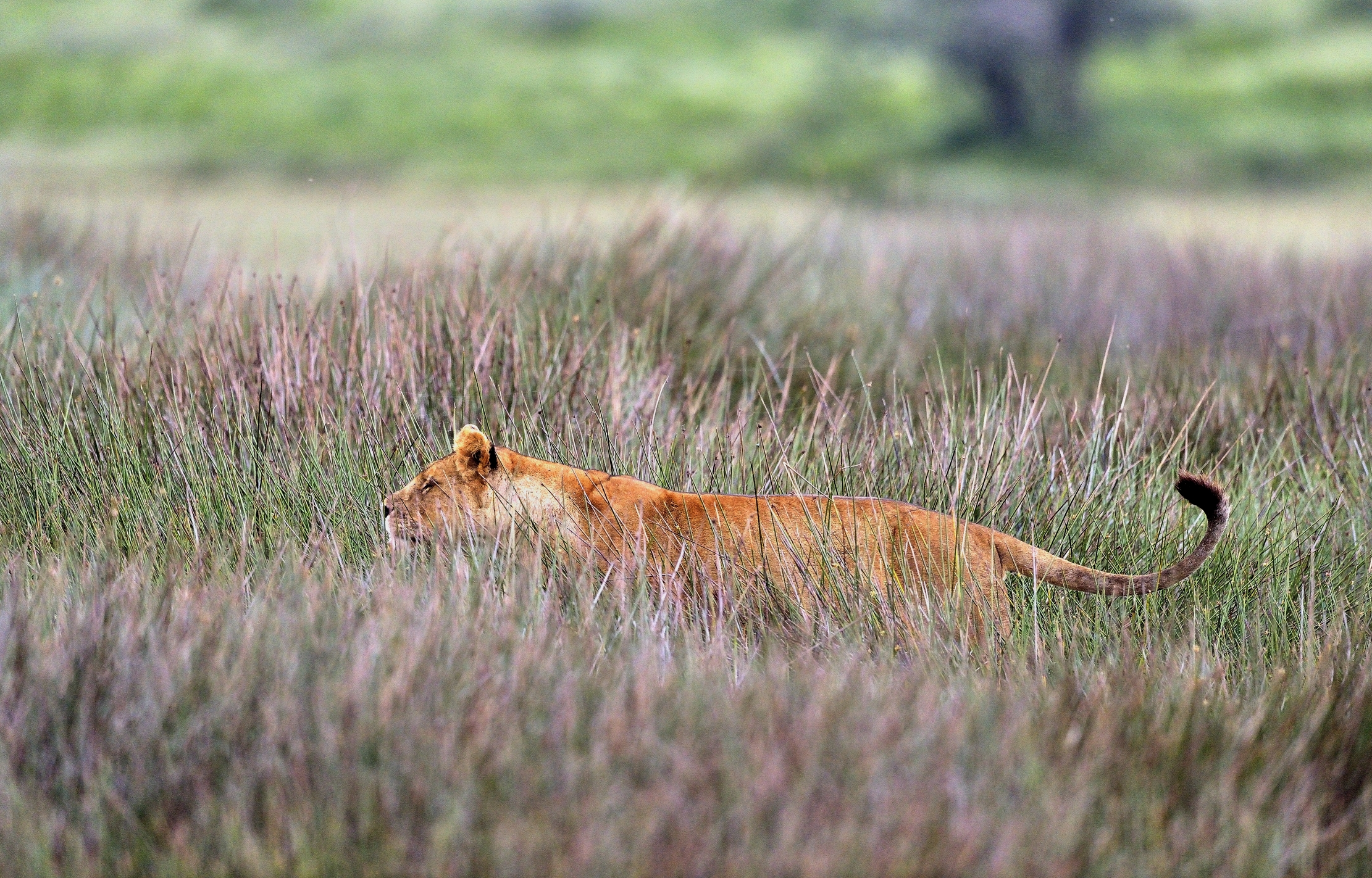 ngorongoro cons. area - Leonessa