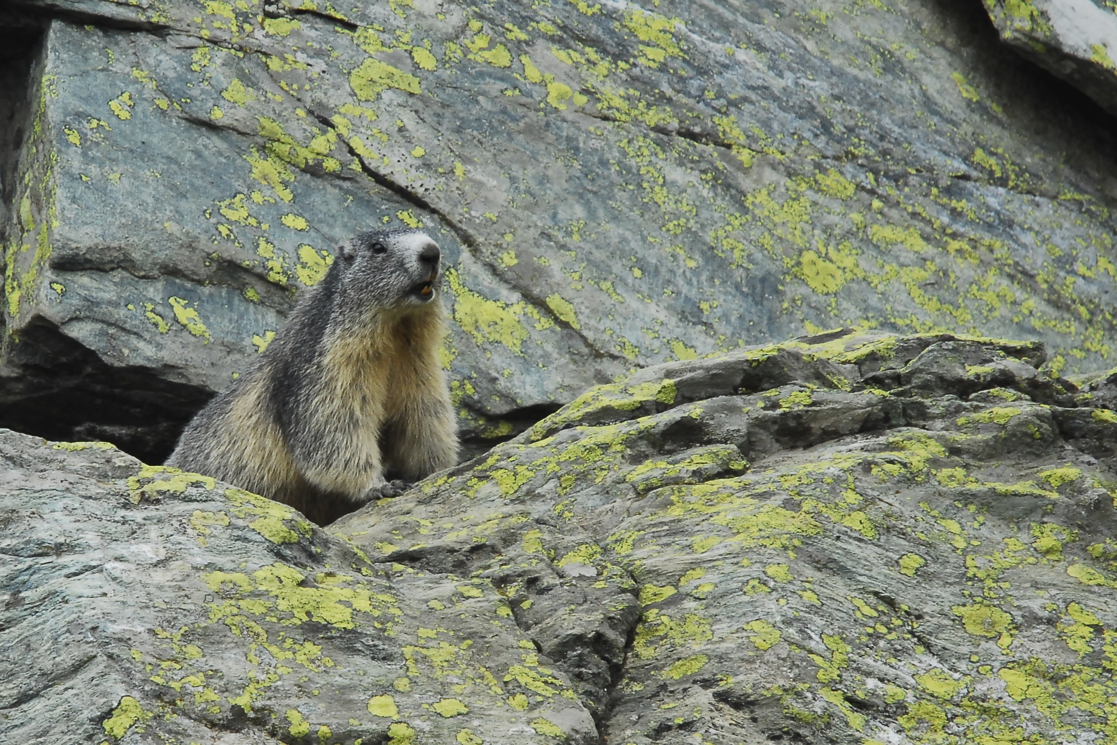 Pian de Re (cn) - Marmotta