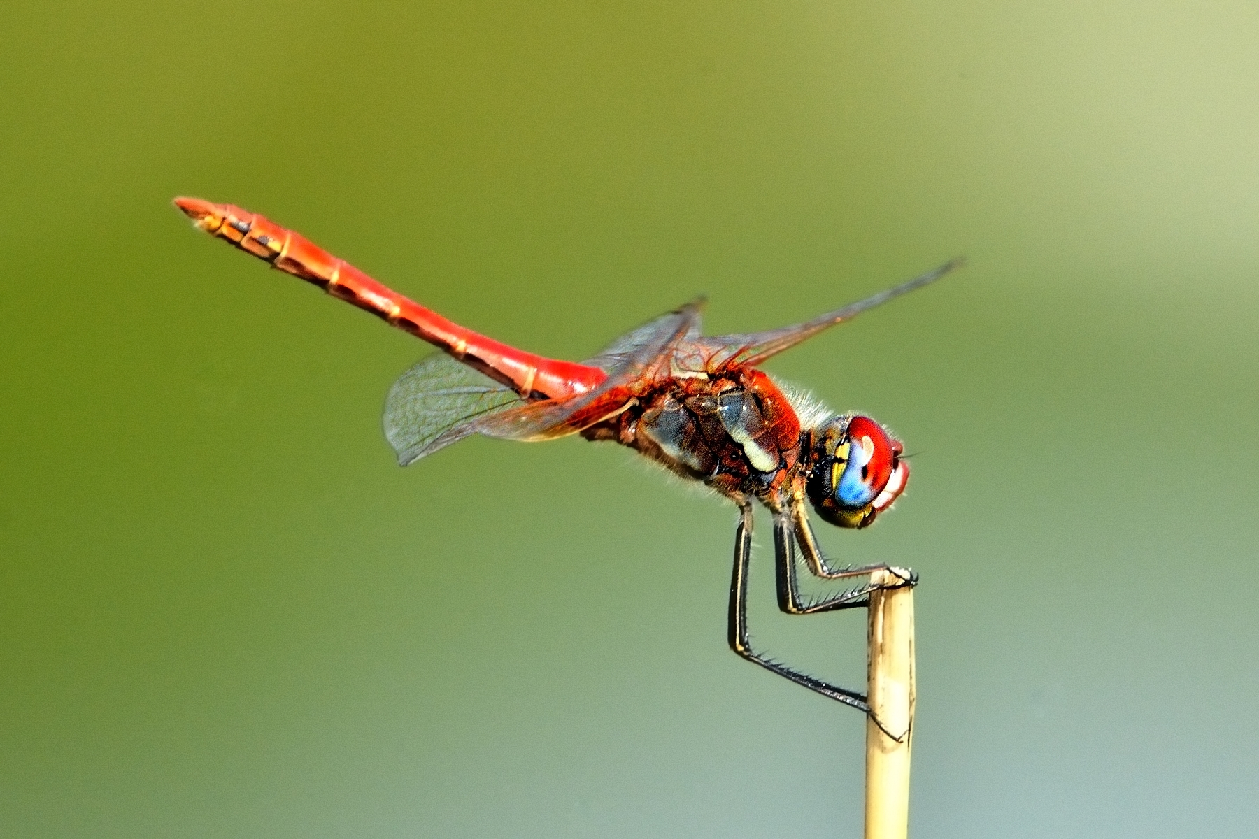 Sympetrum fonscolombii