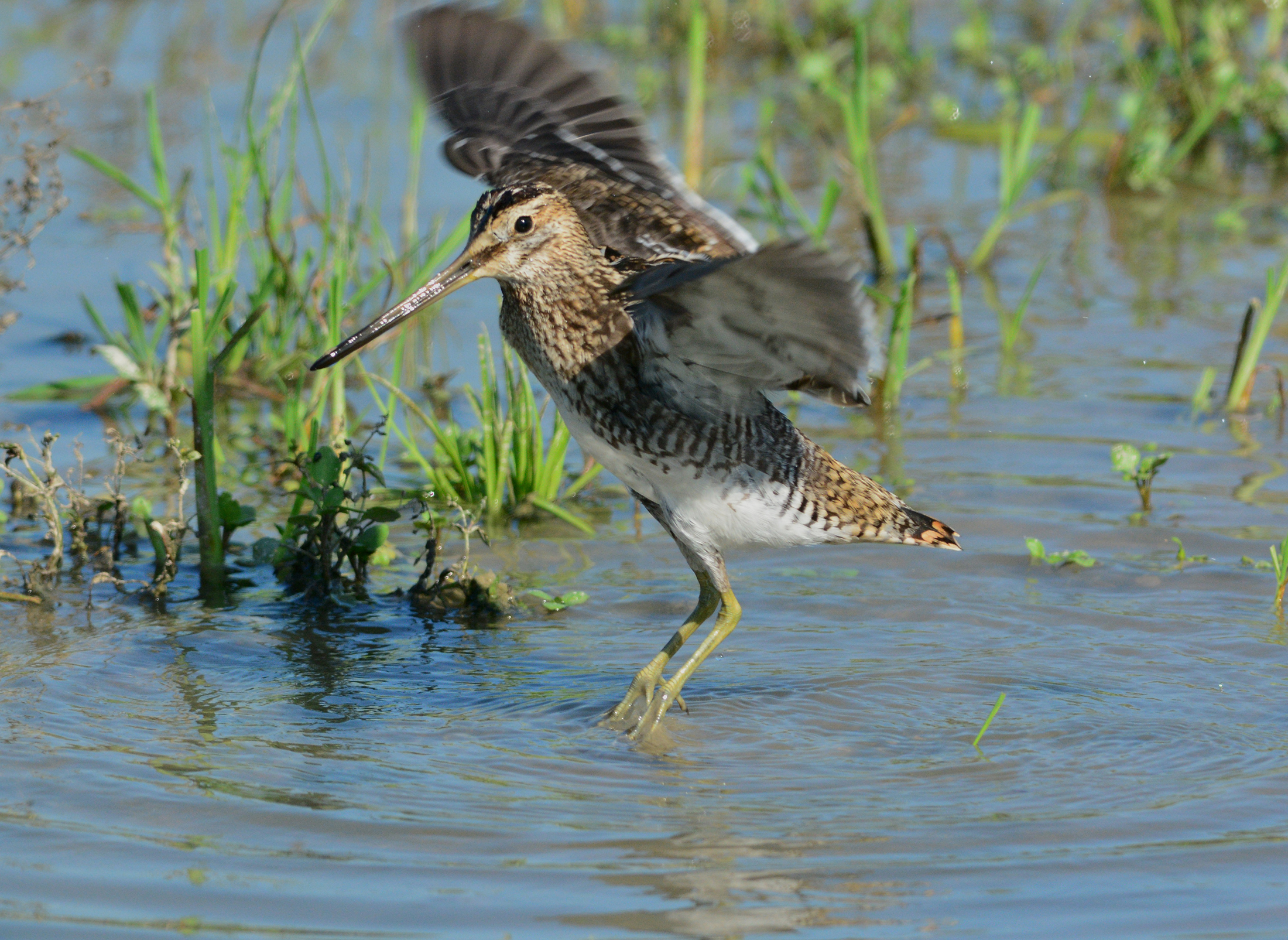 beccaccino d' agosto