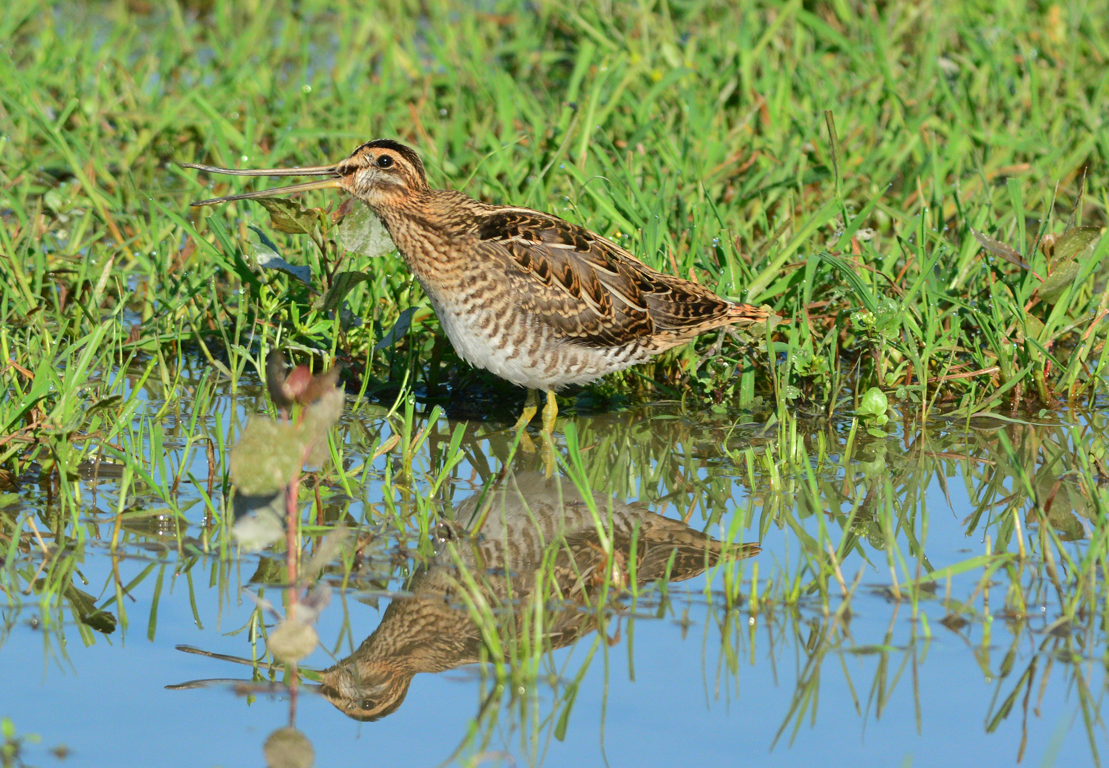 beccaccino sussurri e grida