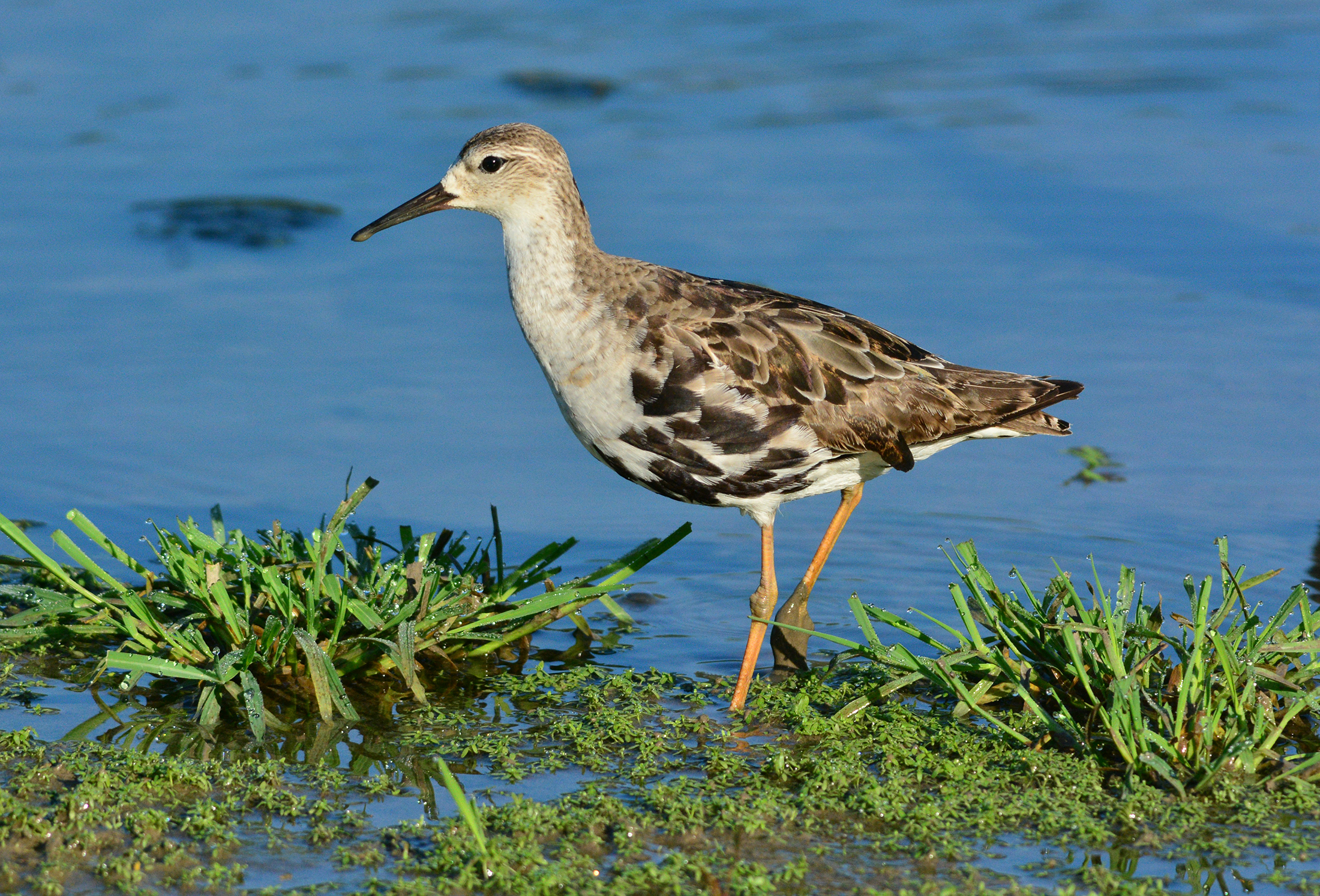 combattente in bianco