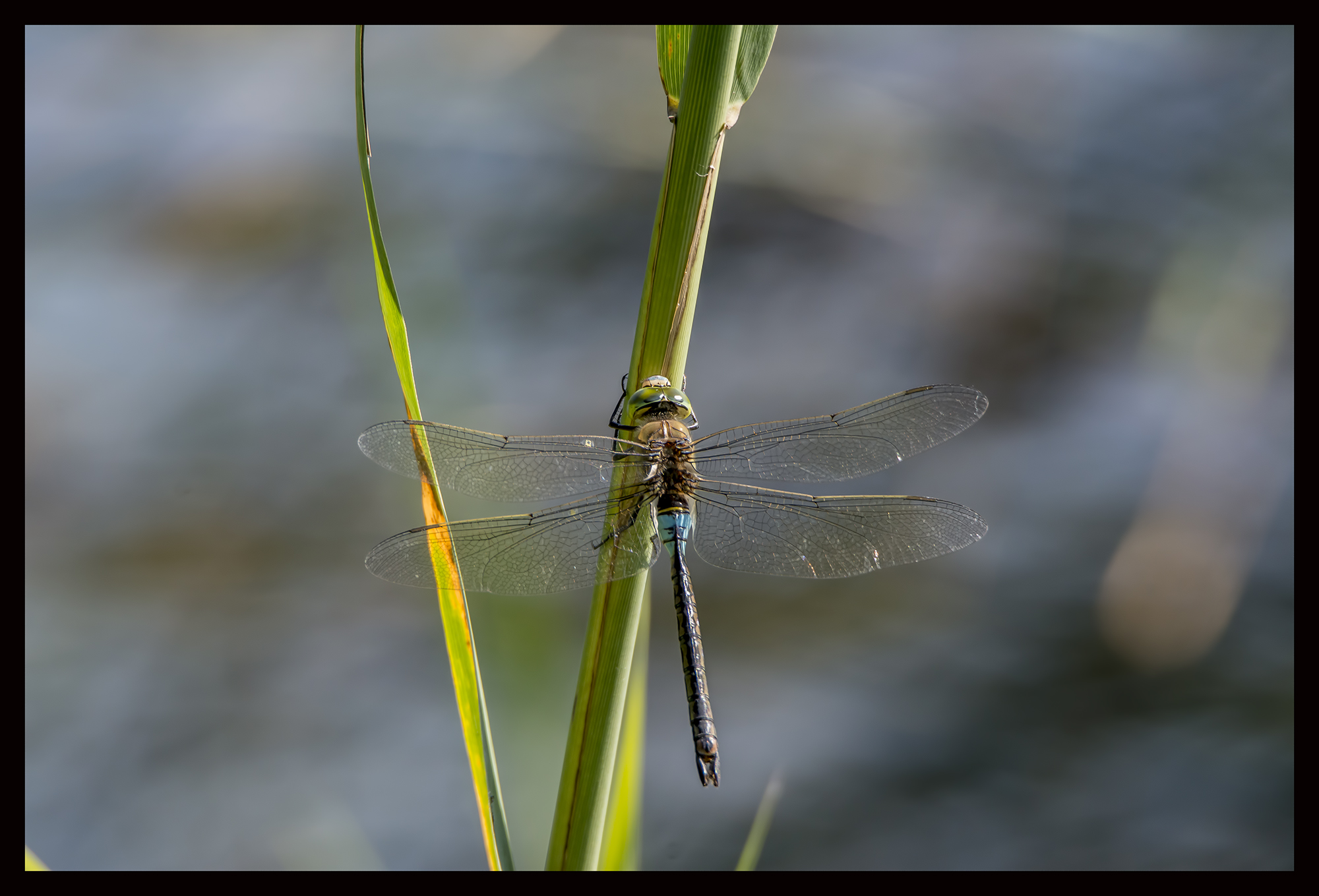 Dragonfly 1
