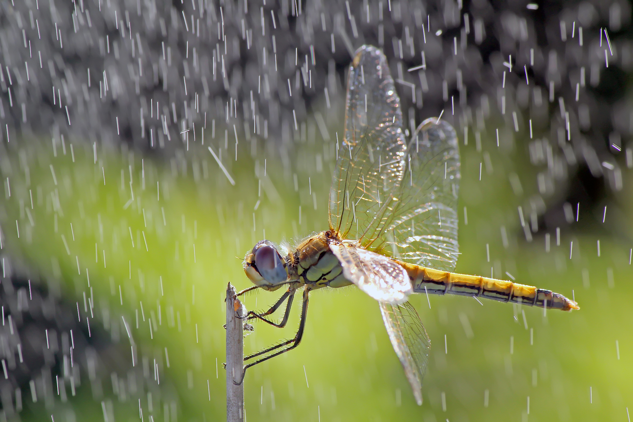 Dragonfly in the Rain