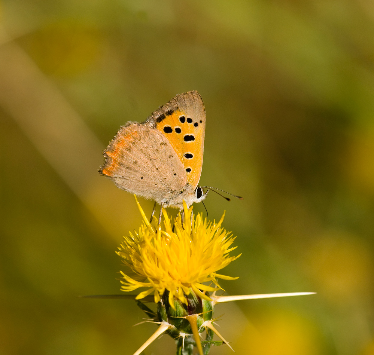 Lycaenidae, Lycaena phlaeas