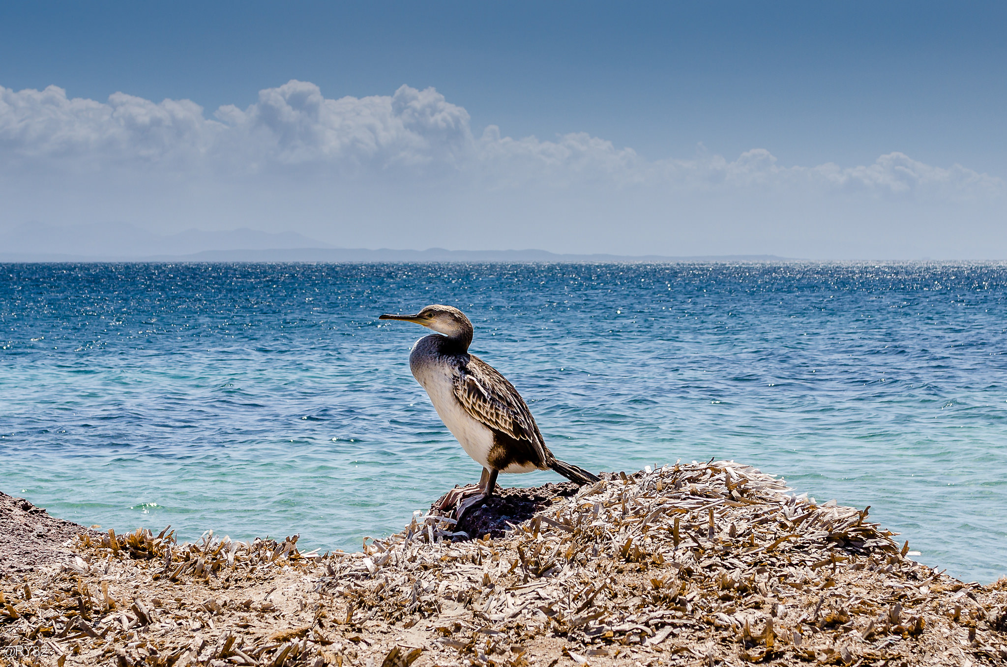 Cormorant in the sun