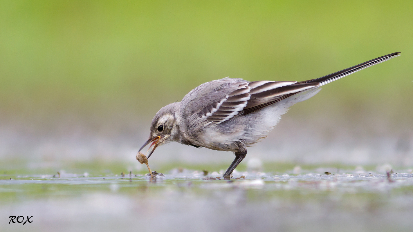 Ballerina bianca e il cibo