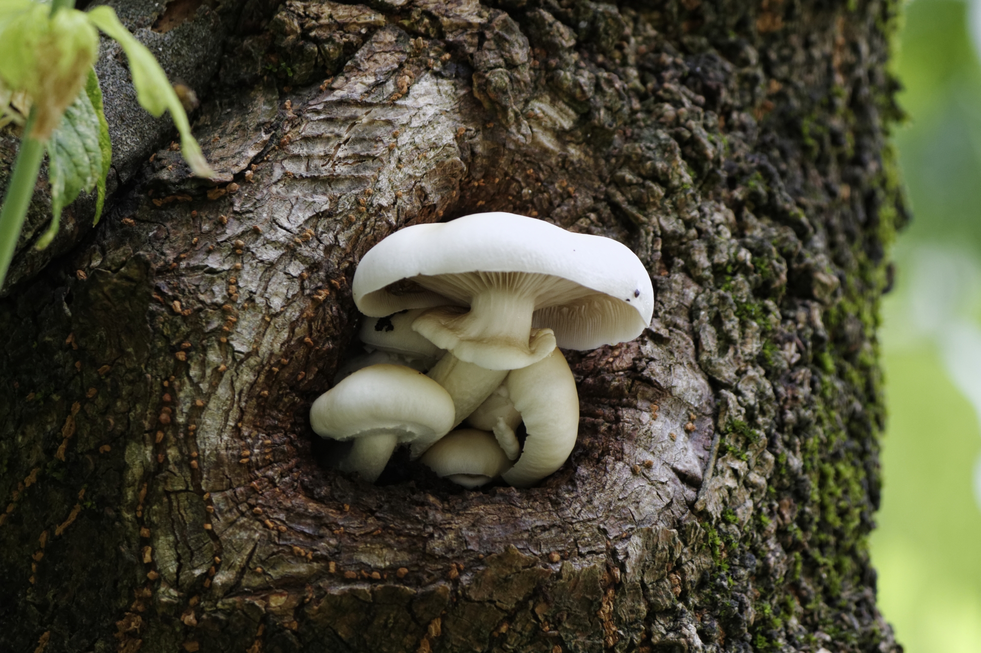 The Lair Of Mushrooms