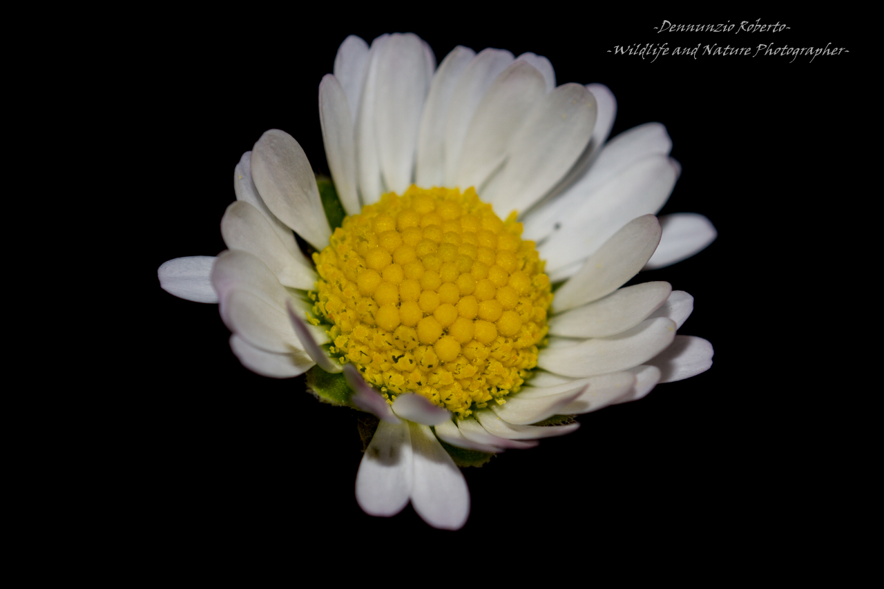 Daisy