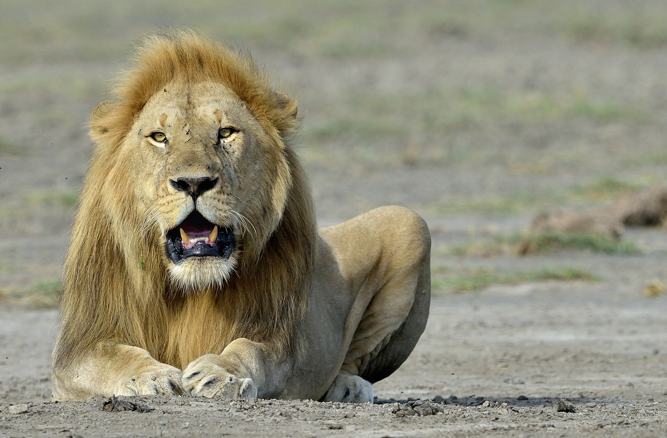 ngorongoro cons. area - Leone