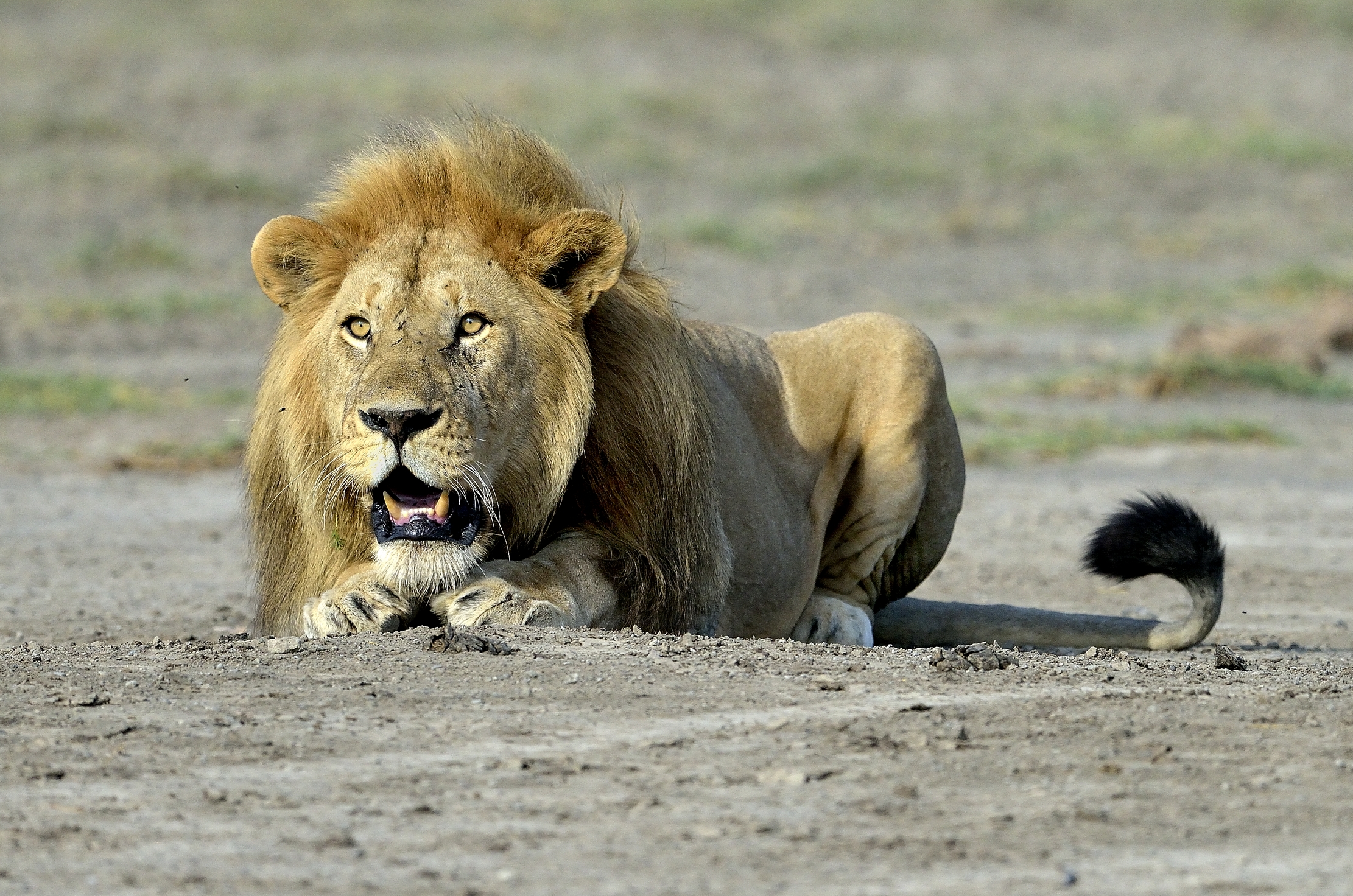 ngorongoro cons. area - Leone