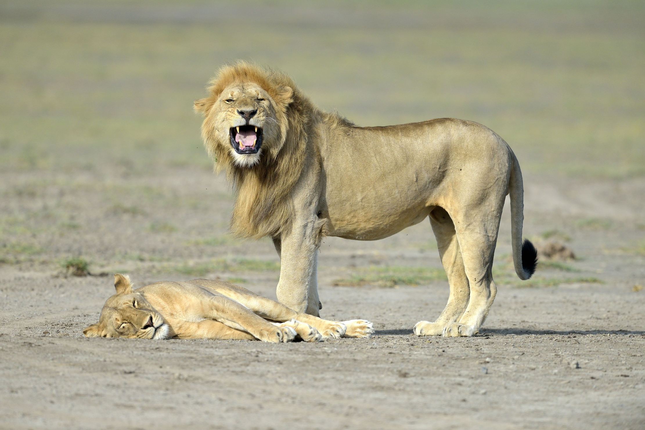 ngorongoro cons. area - Leoni