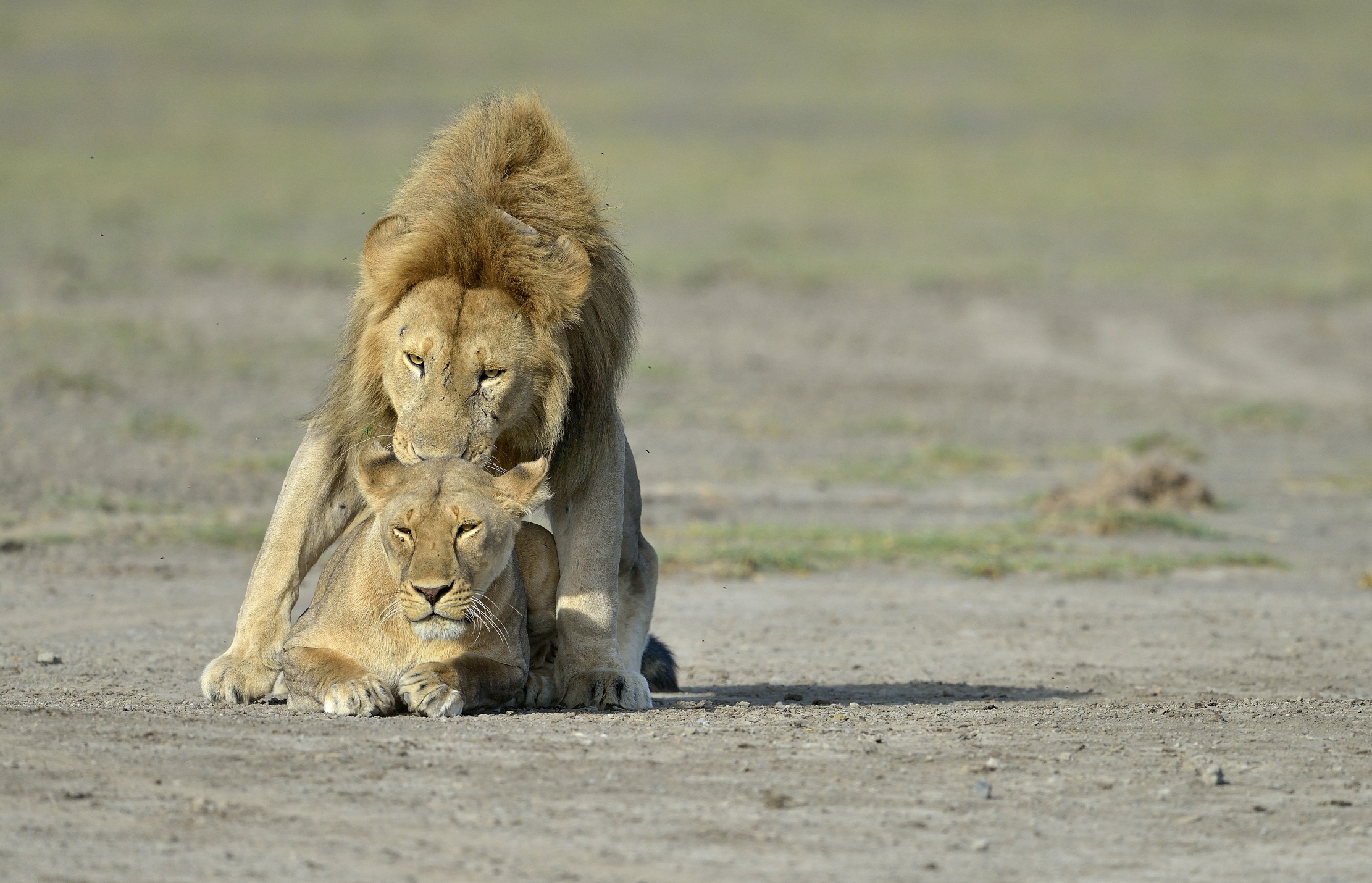ngorongoro cons. area -Tenerezza