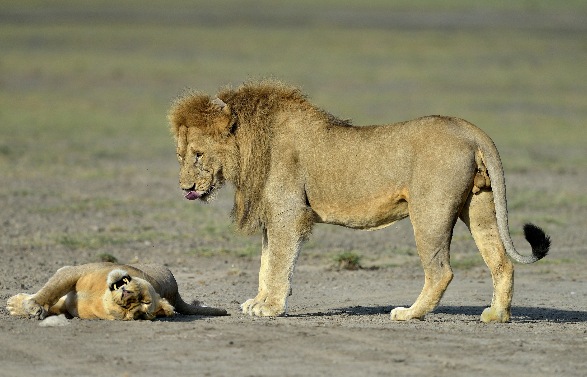 ngorongoro cons. area -Tenerezze
