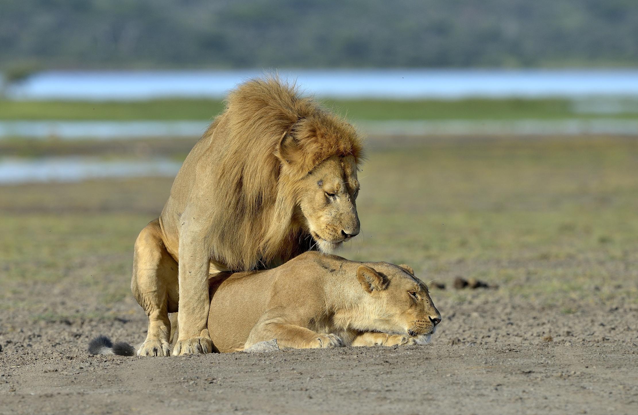 ngorongoro cons. area -tenerezze