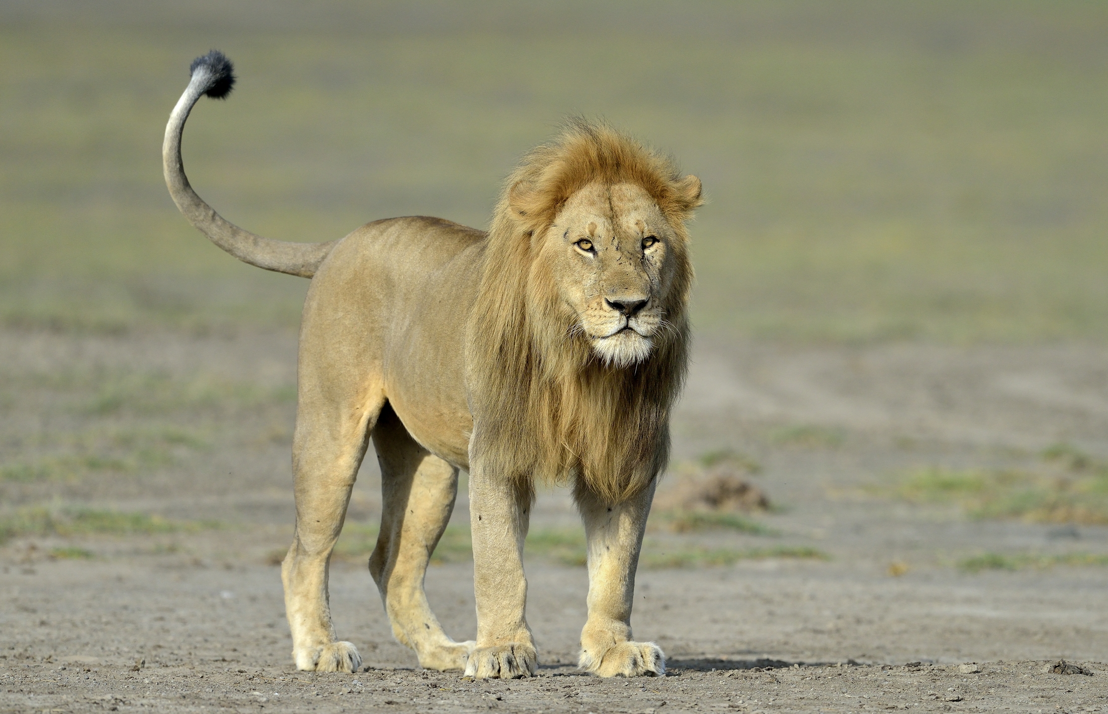 ngorongoro cons. area - Leone