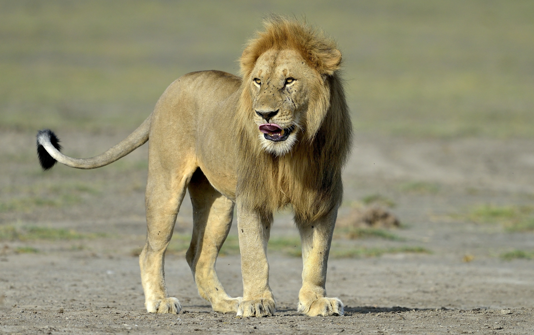 ngorongoro cons. area - Leone
