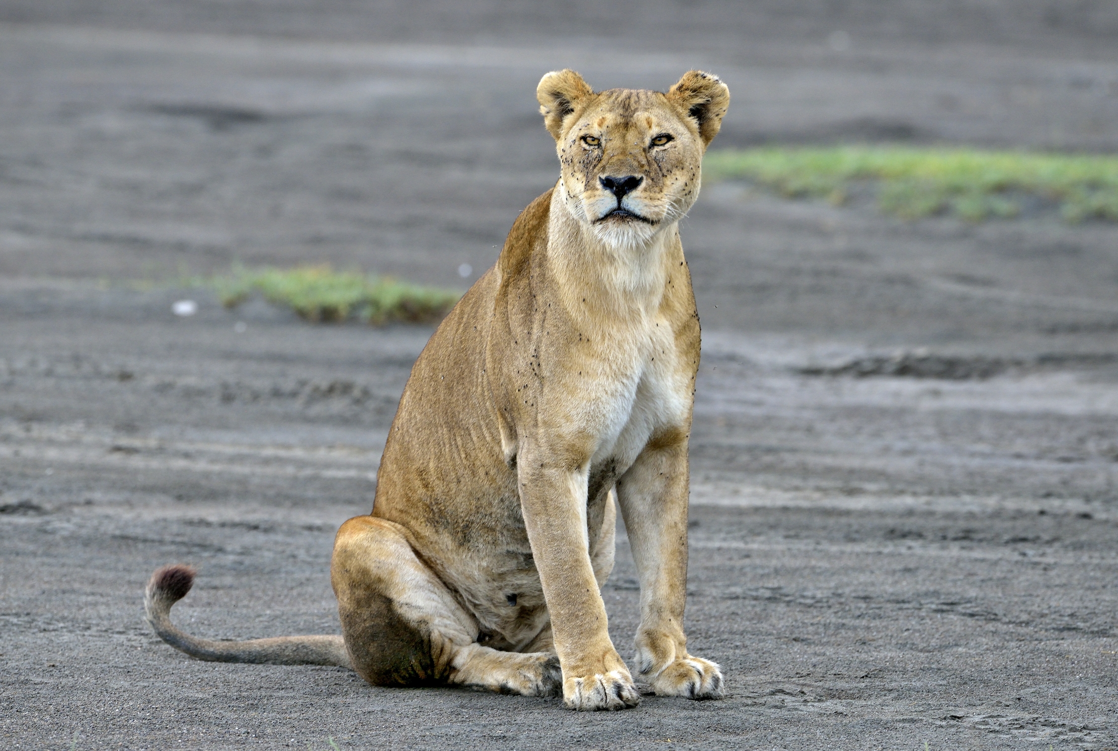 ngorongoro cons. area - Leonessa
