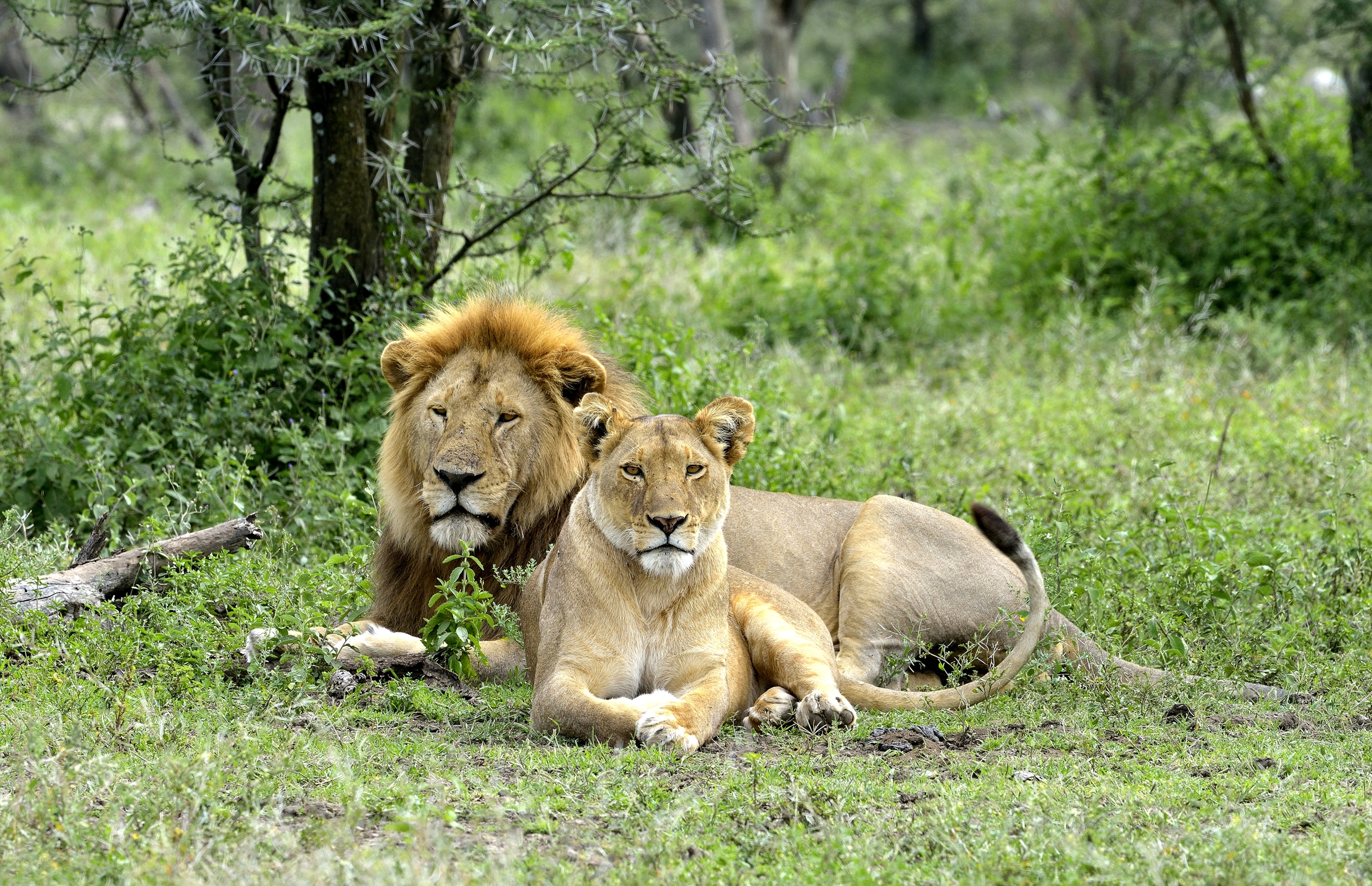 ngorongoro cons. area -Leoni