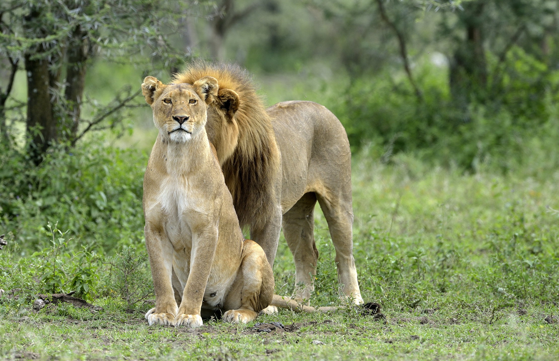 ngorongoro cons. area -tenerezze