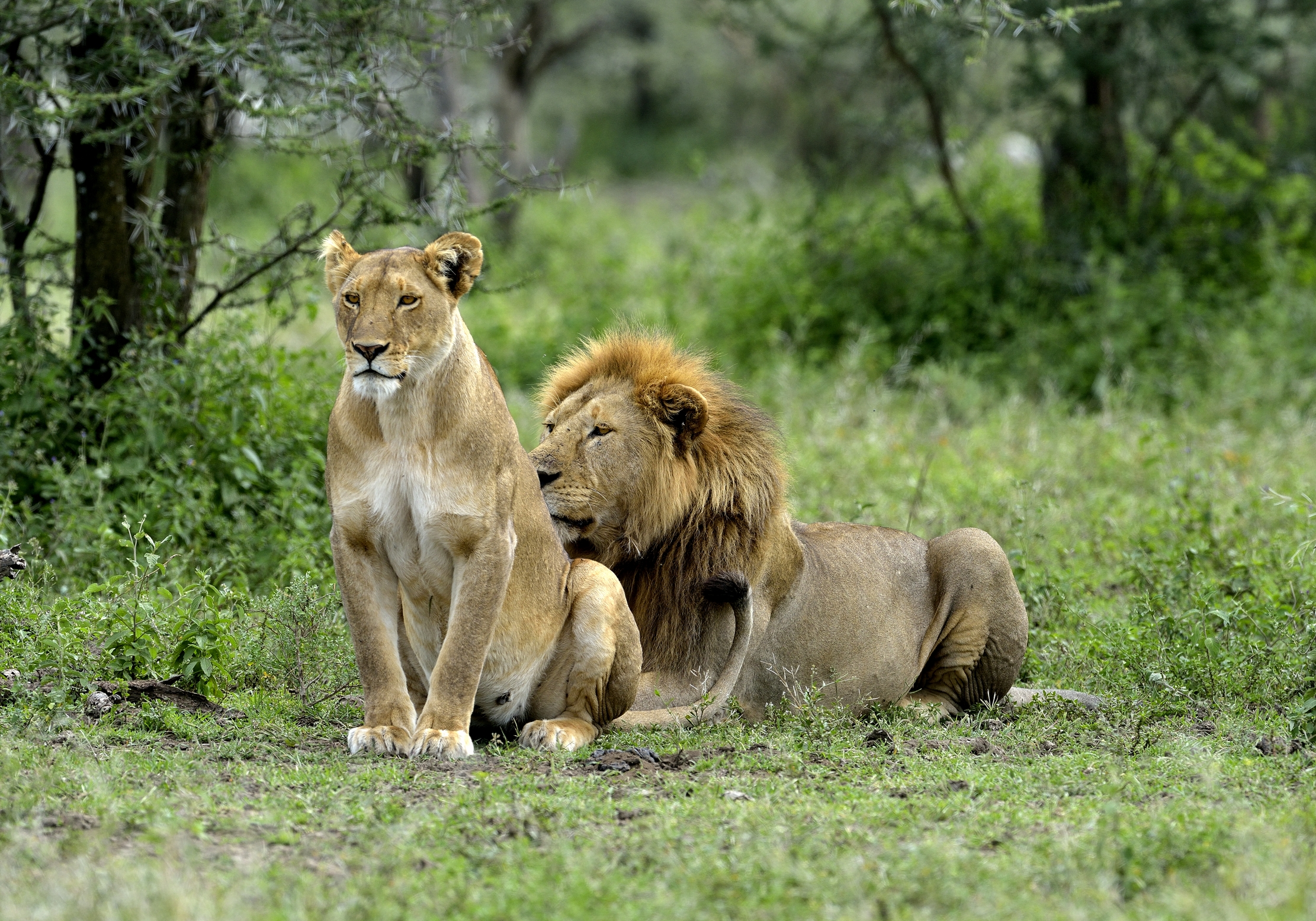 ngorongoro cons. area -tenerezze