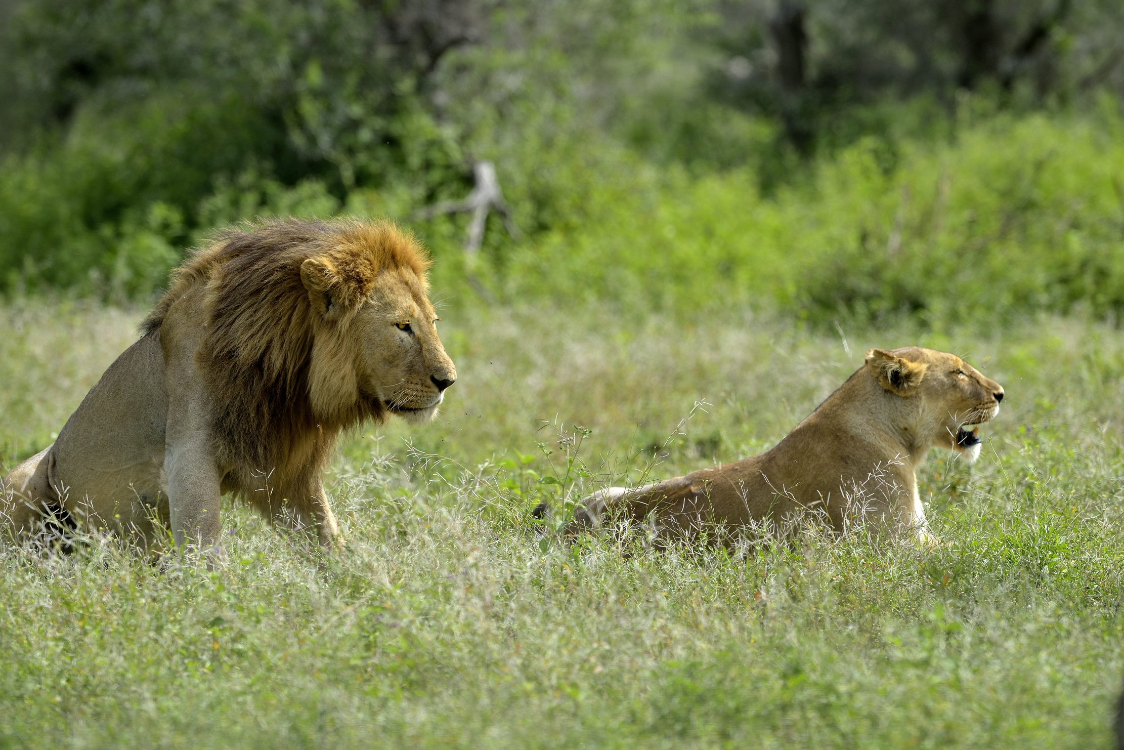 ngorongoro cons. area -Leoni
