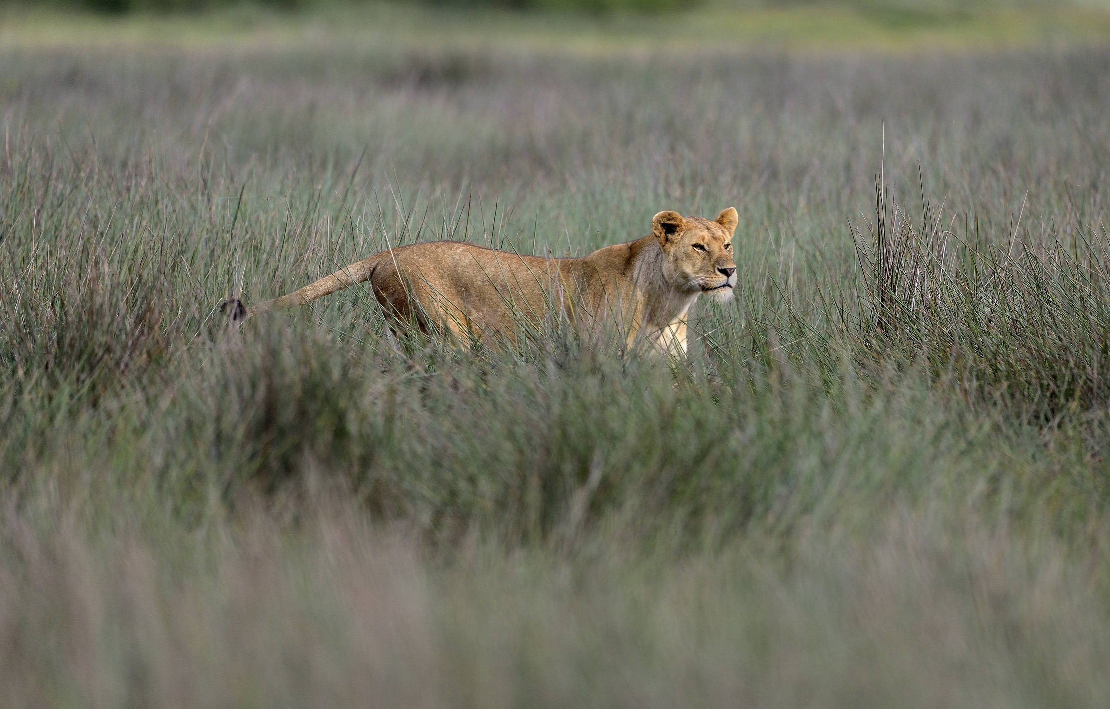ngorongoro cons. area - Leonessa
