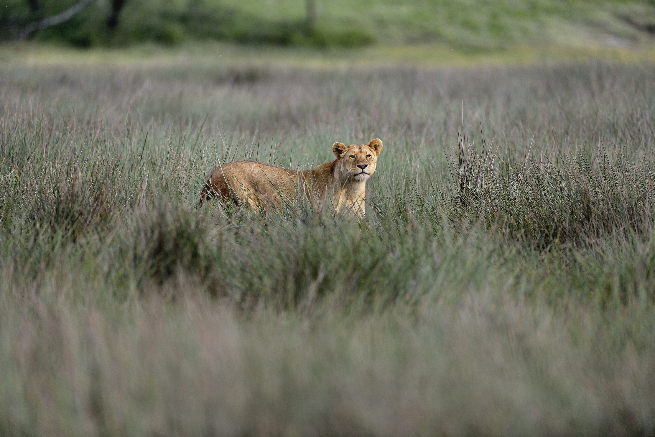 ngorongoro cons. area - Leonessa