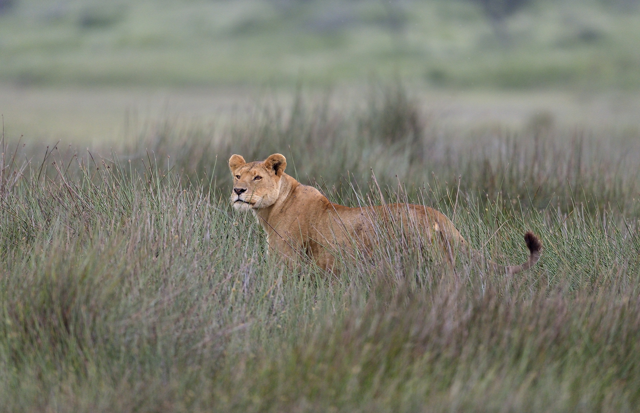 ngorongoro cons. area - Leonessa