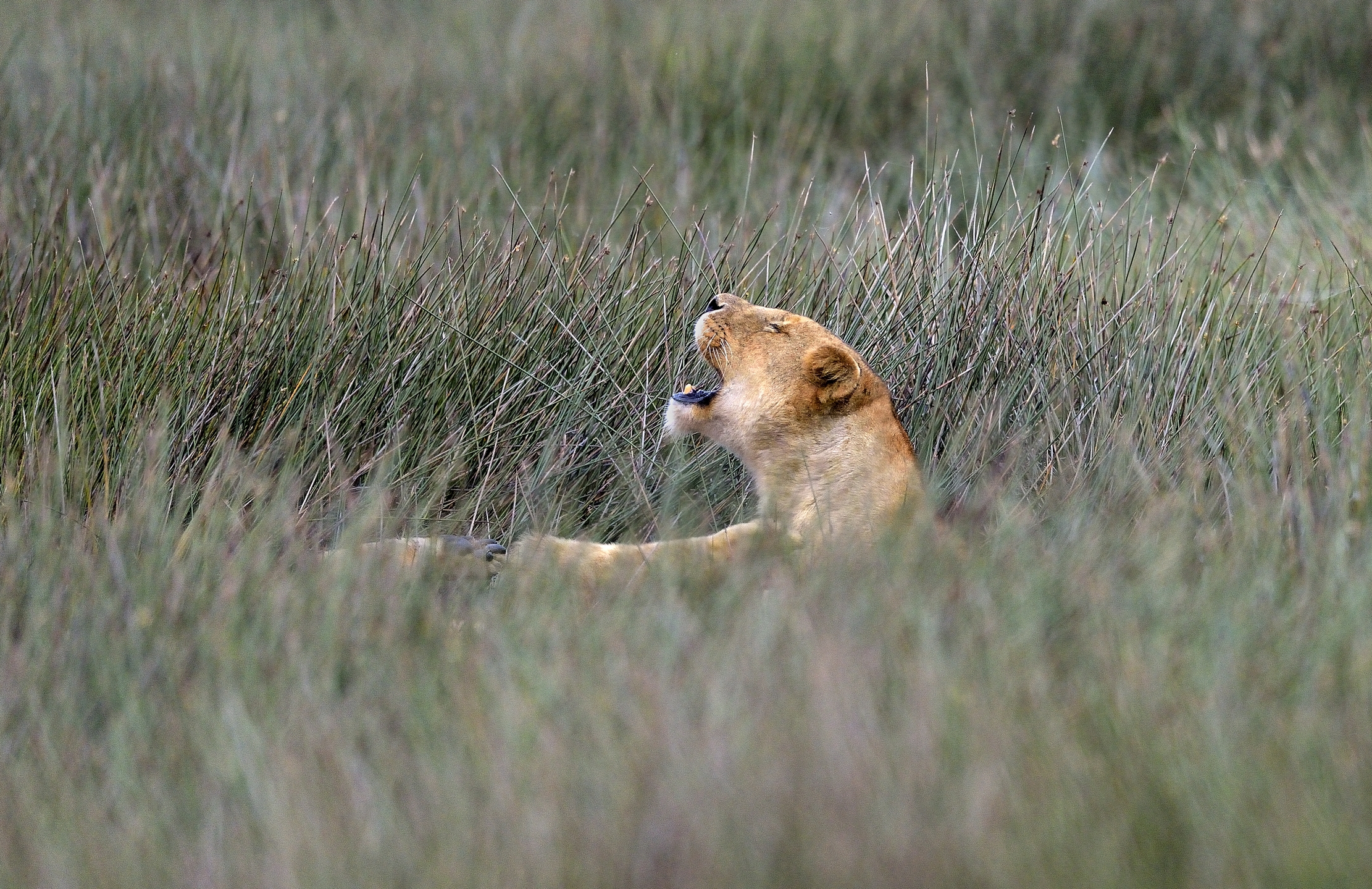 ngorongoro cons. area - Leonessa