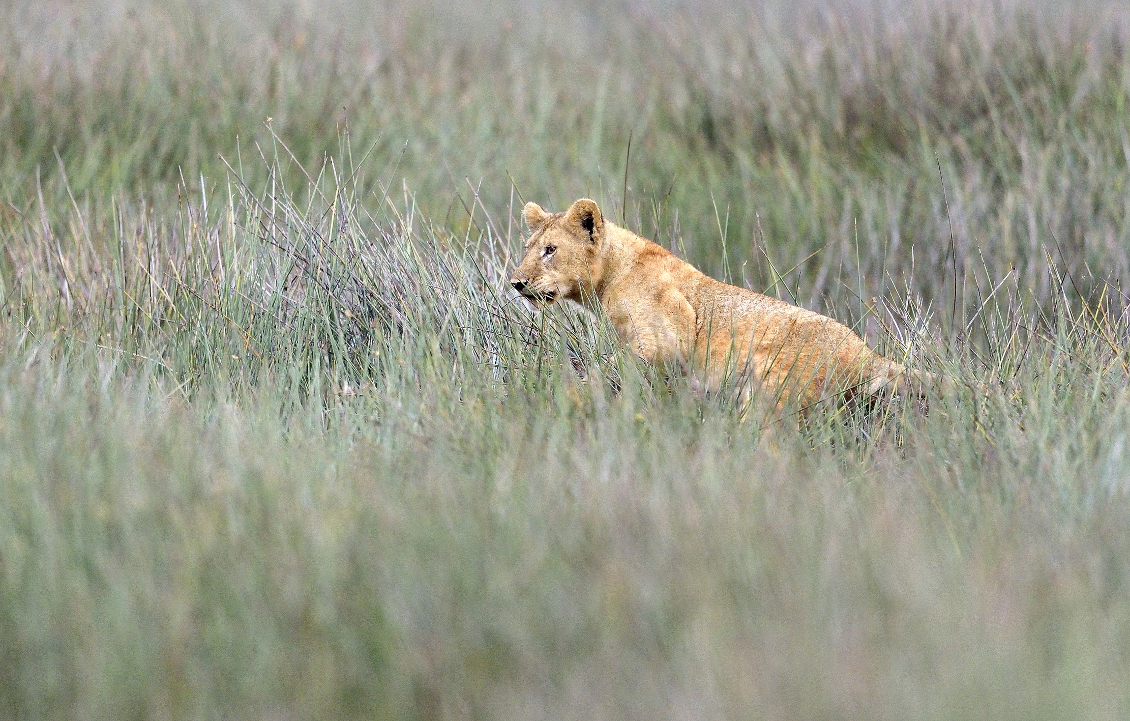 ngorongoro cons. area - Leonessa
