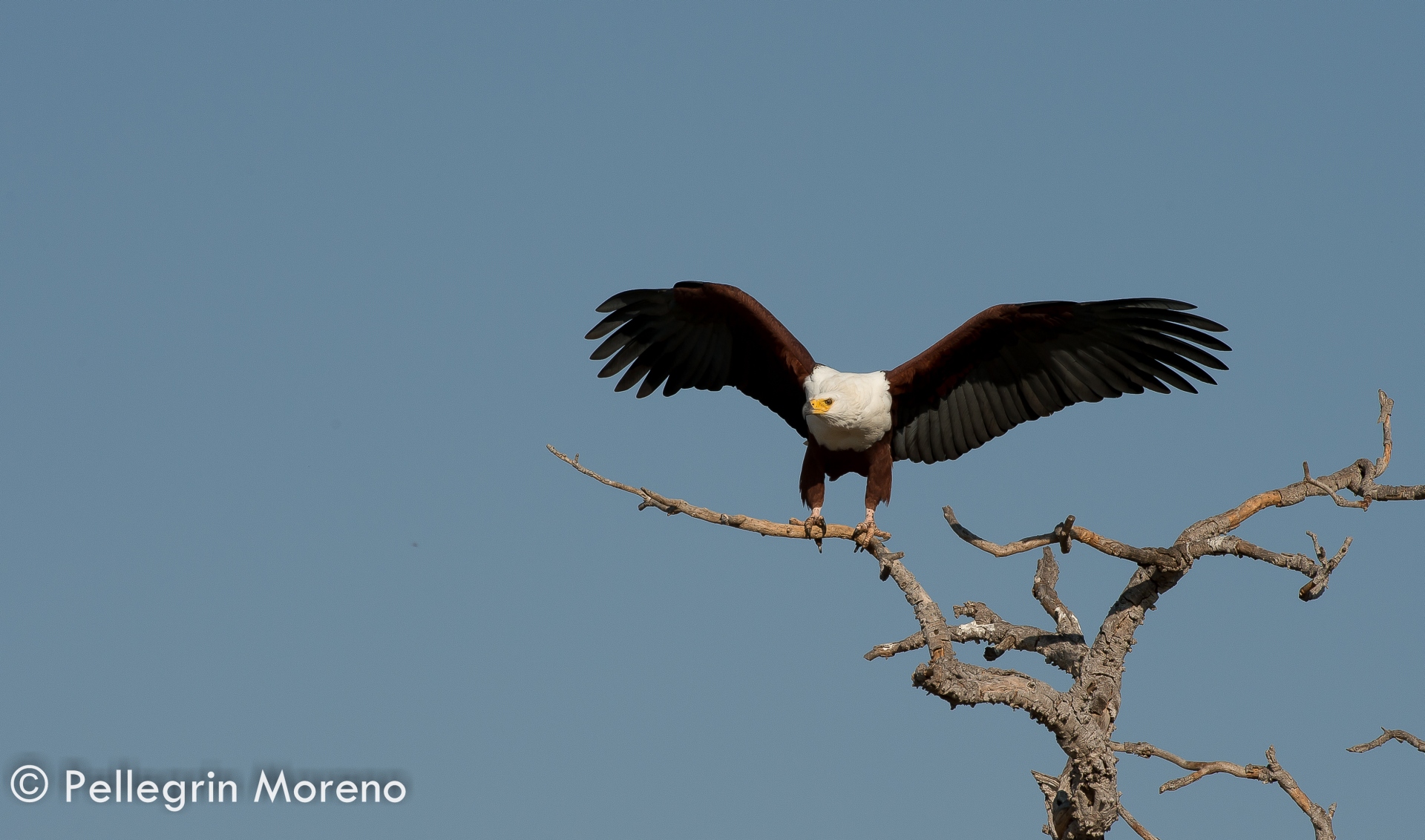 Afrikan Fish eagle