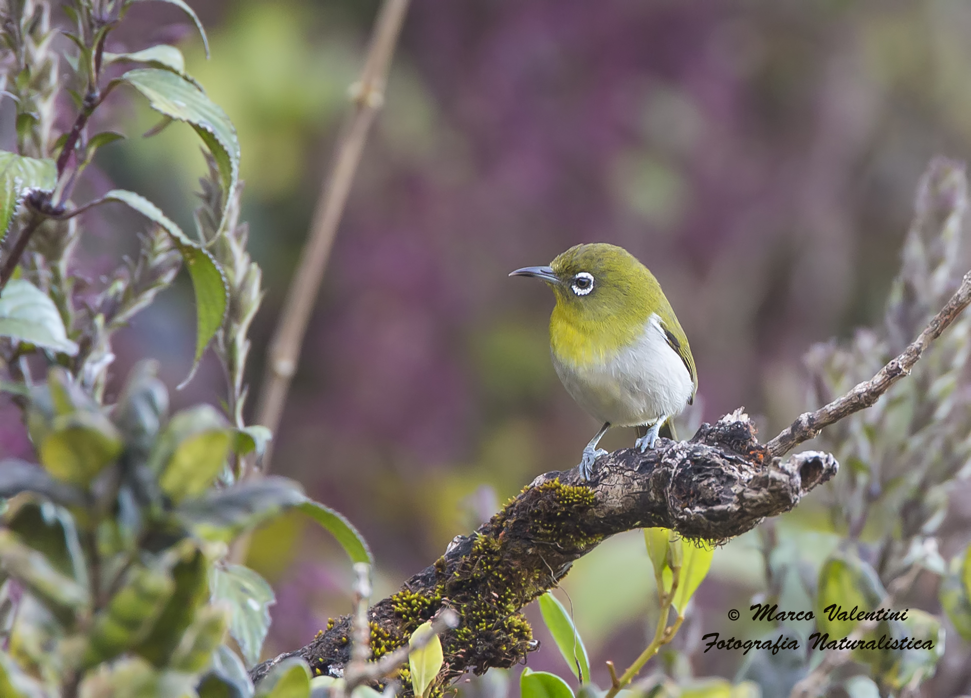 Occhialino maggiore di Sri Lanka