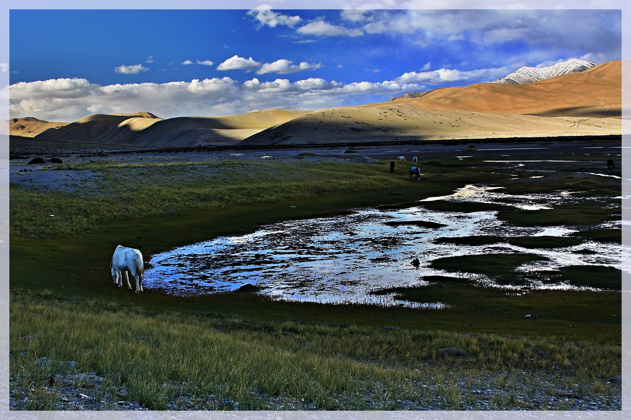Tsomoriri Wetland Reserve Indo China Border