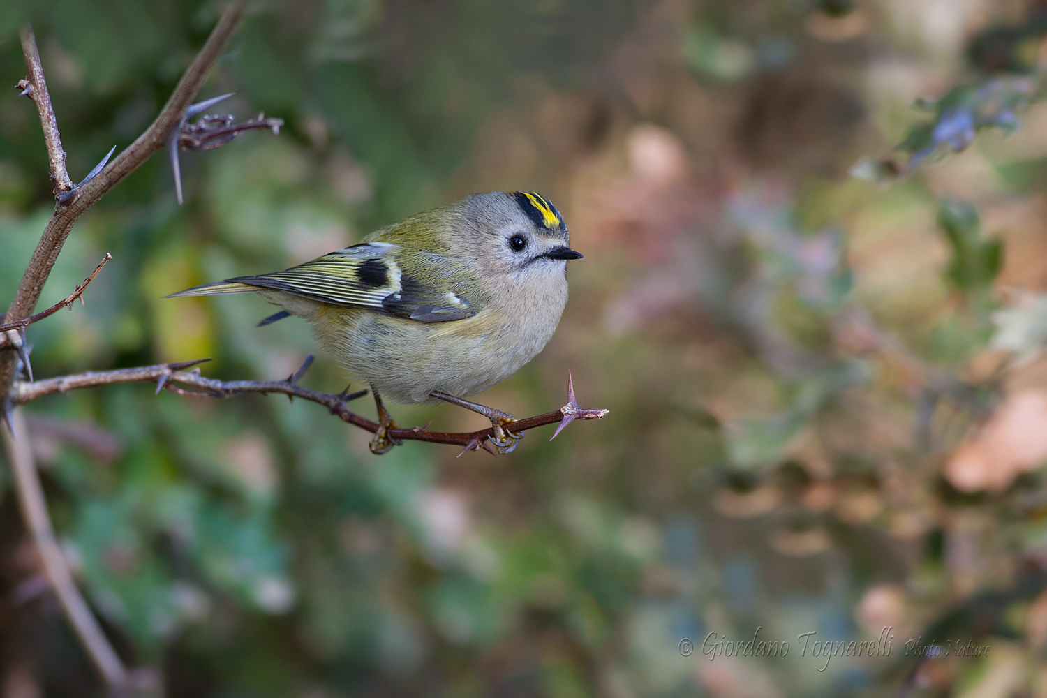 Male Regulus (Regulus regulus)