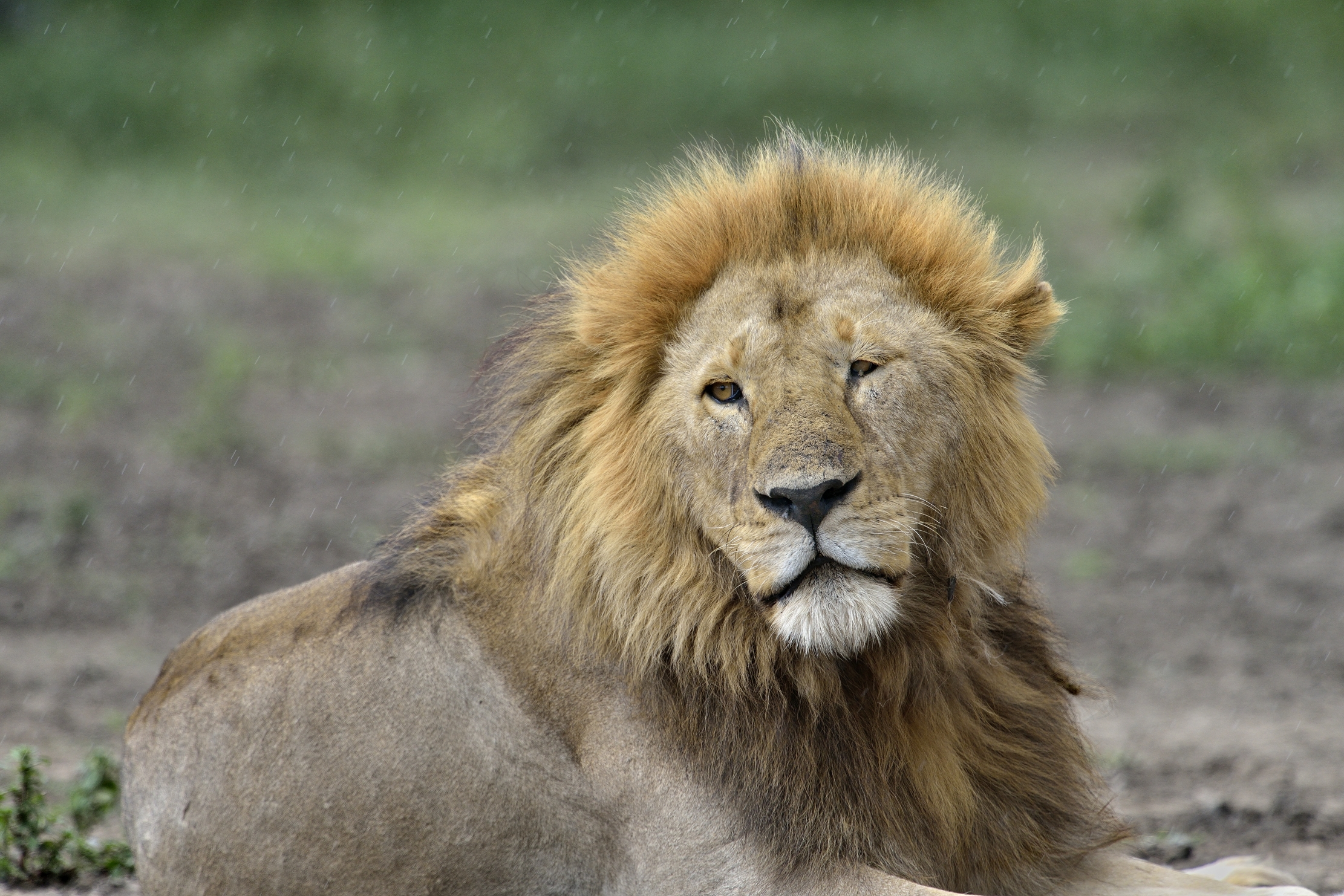 ngorongoro cons. area - Leone