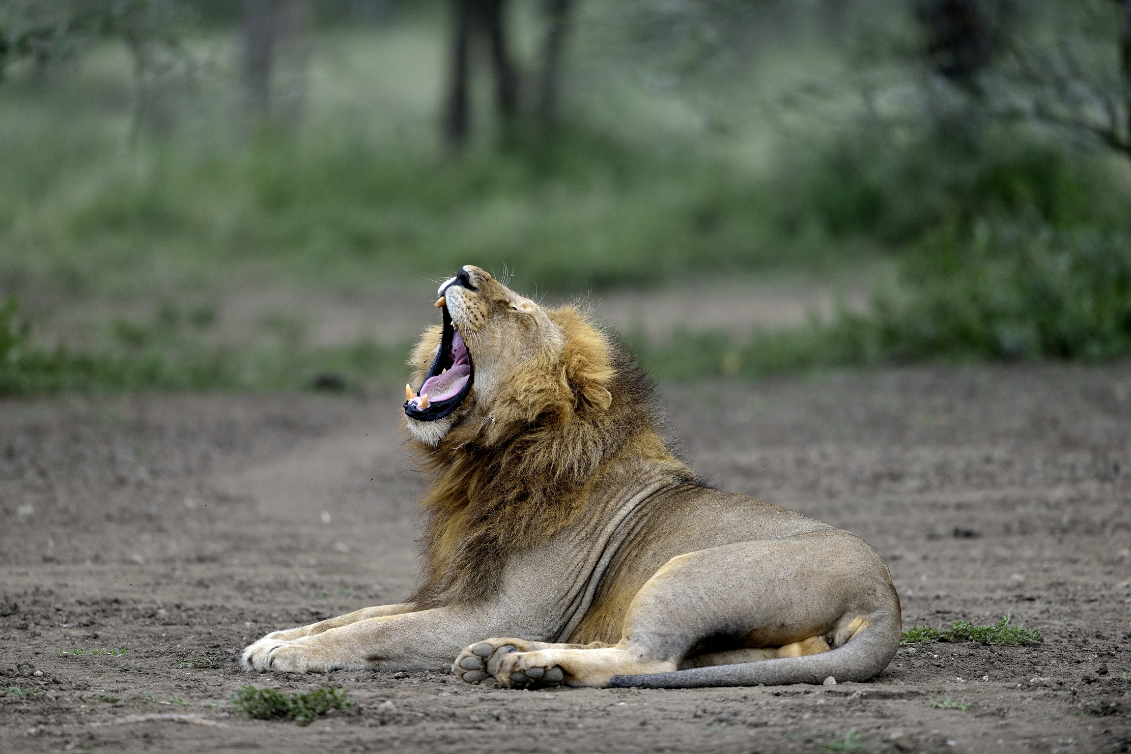 ngorongoro cons. area - Sbadiglio