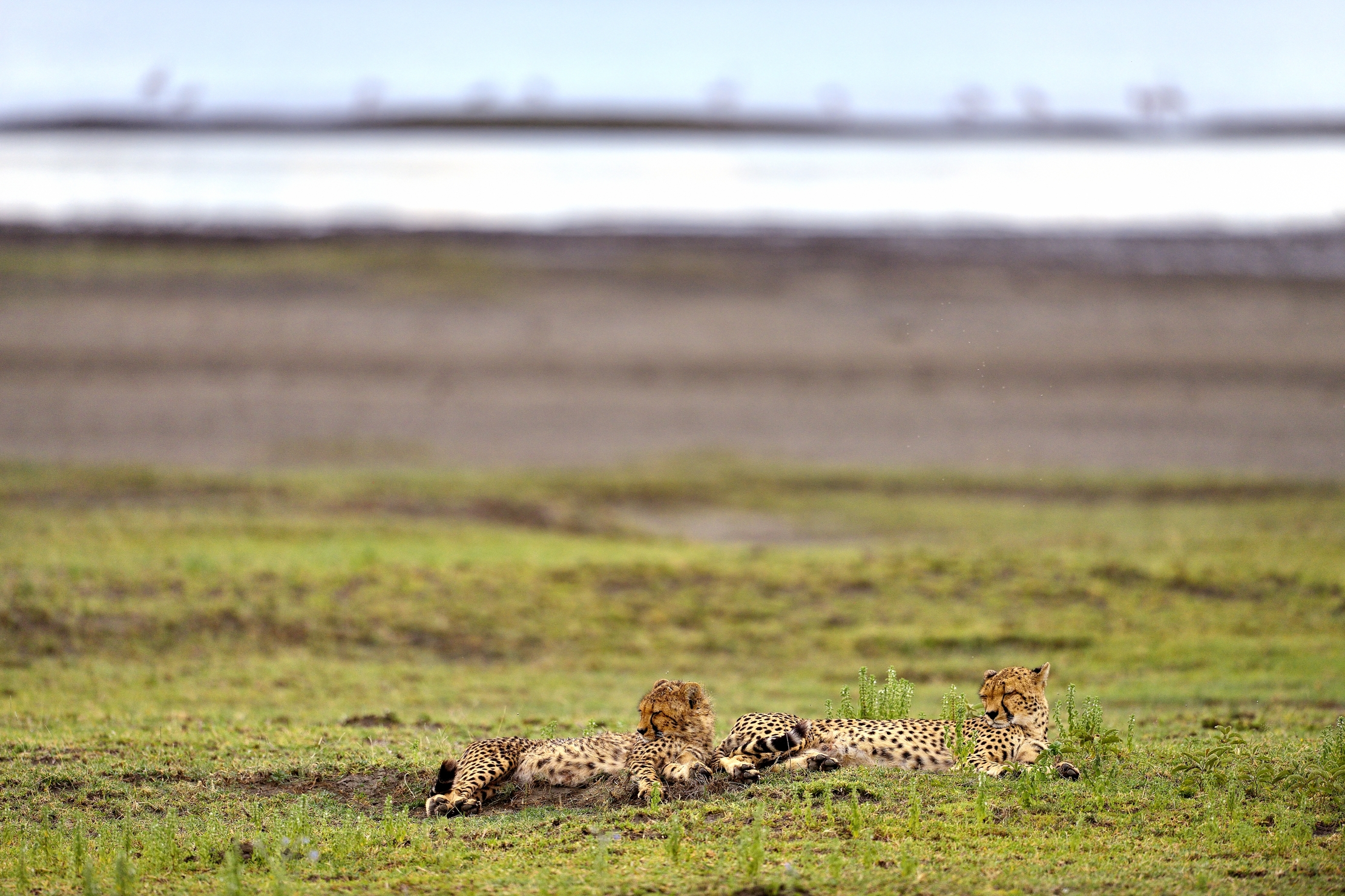 ngorongoro cons. area - Ghepardi in riva al lago