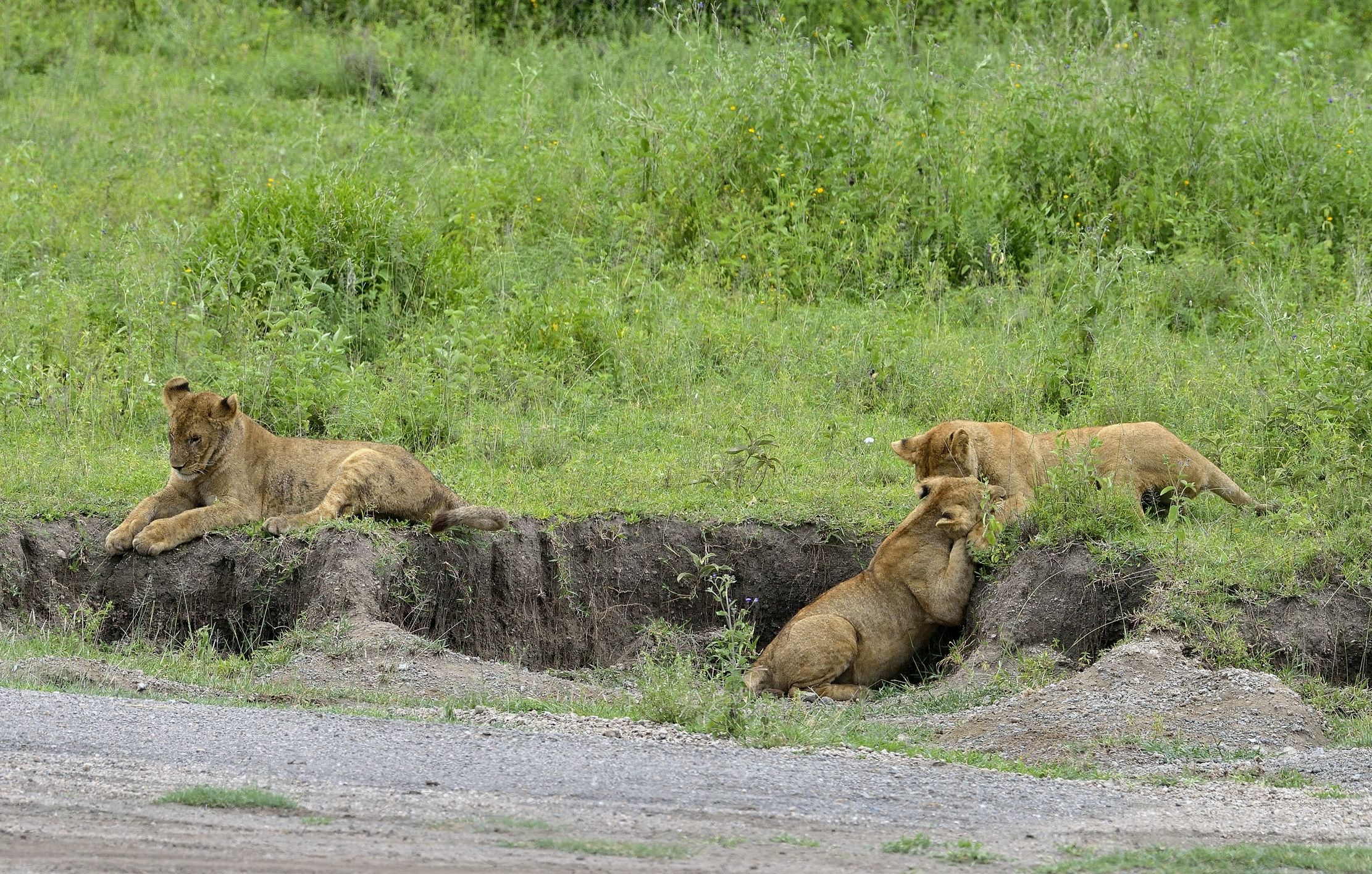 ngorongoro cons. area - Giovani leoni