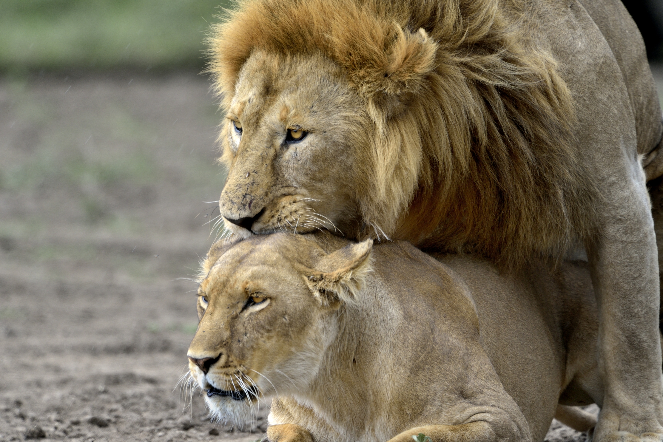 ngorongoro cons. area - efusioni
