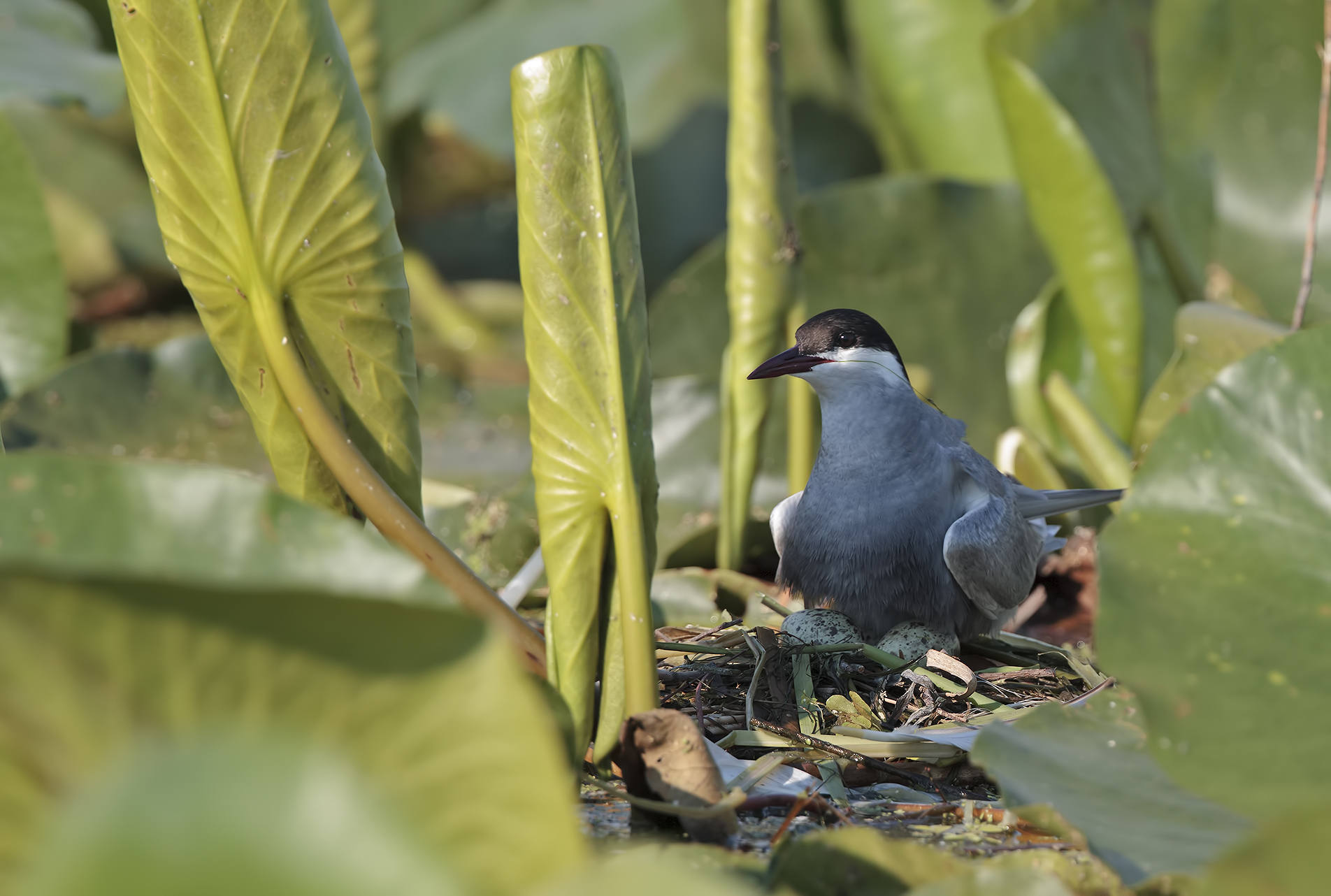 The black tern and his "treasure"