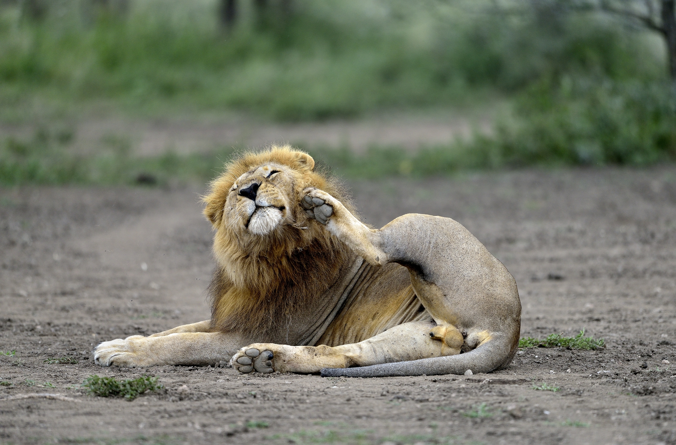 Ngorongoro Crater - grattata