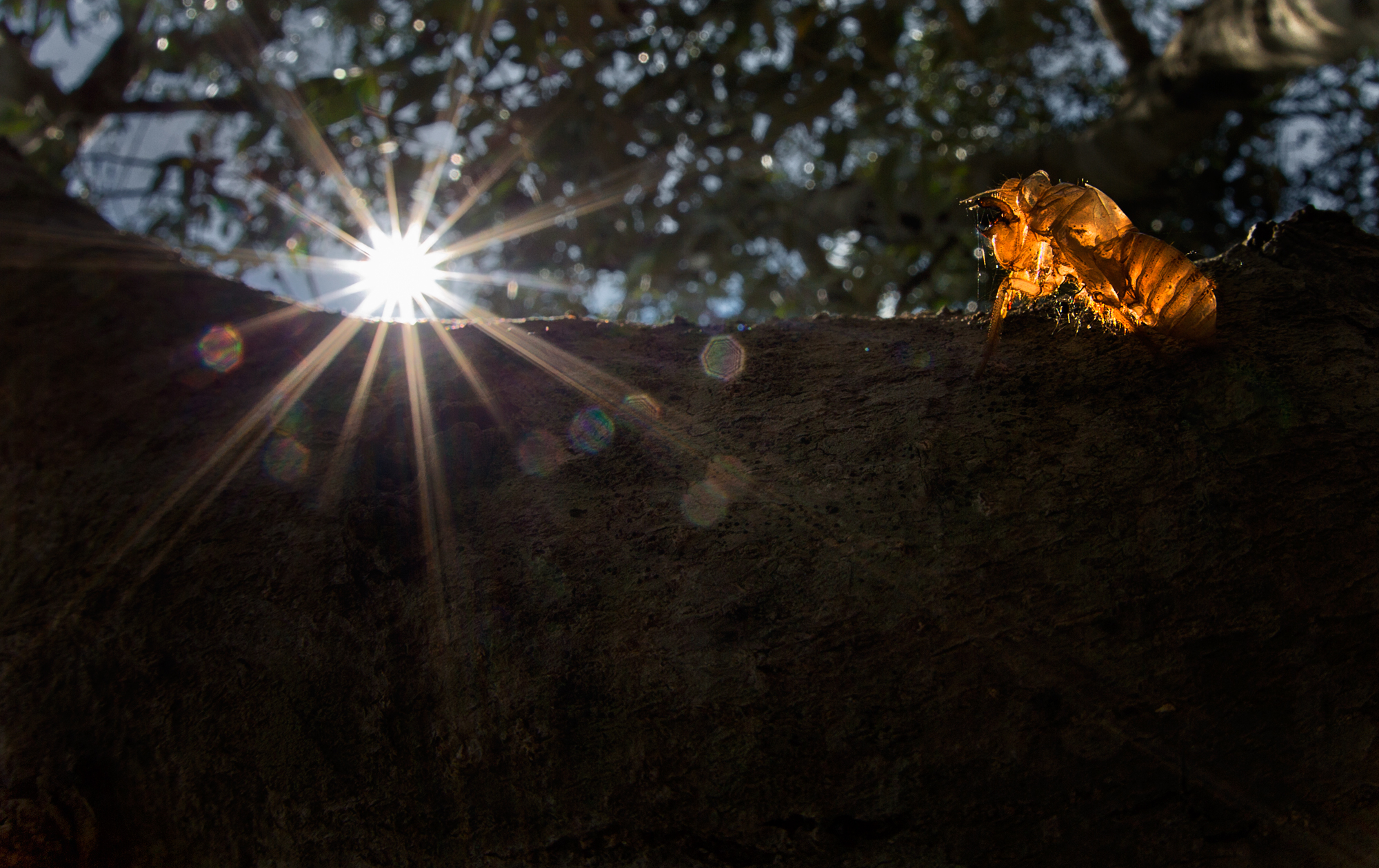 exuvia.....punti di vista