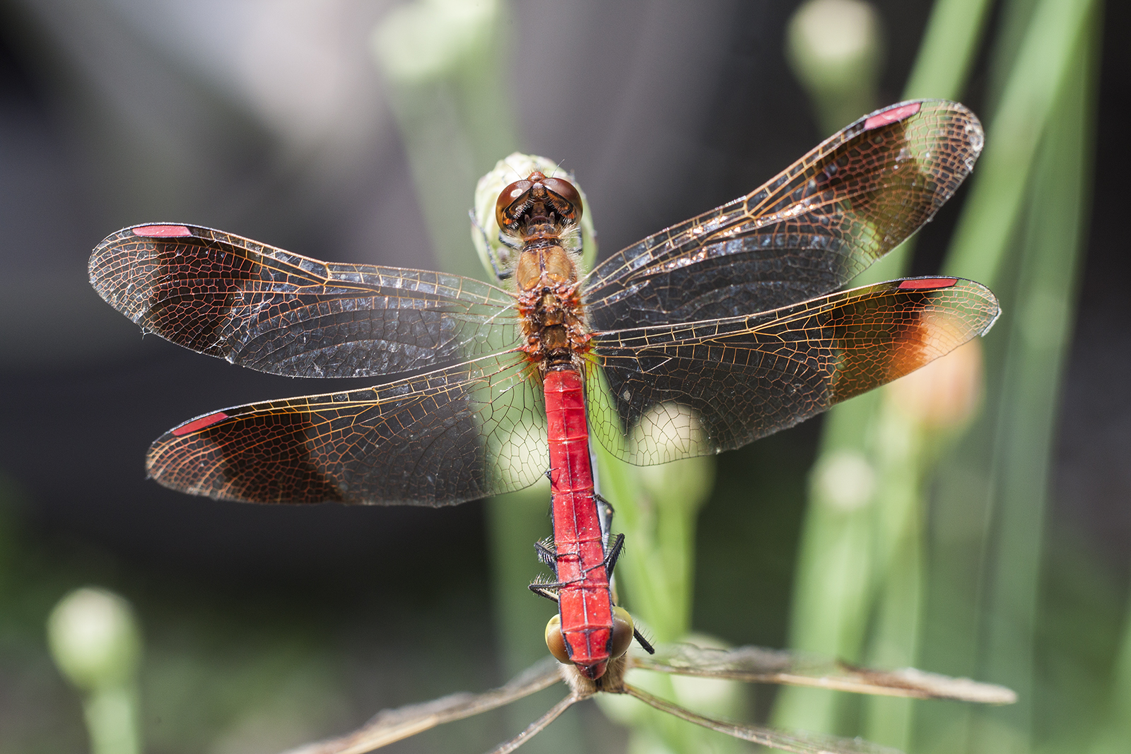 Damigella Al primo Ballo!