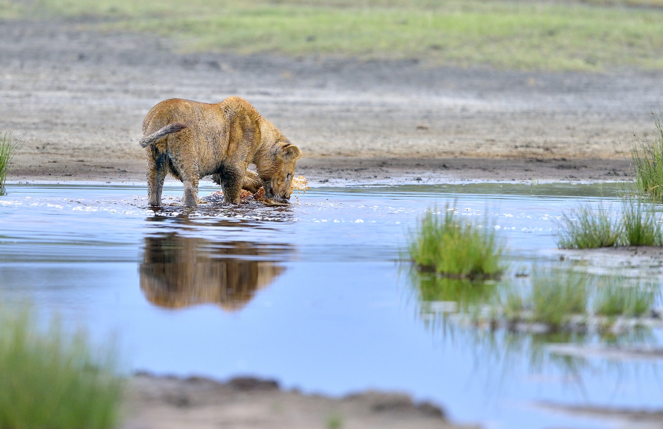Ngorongoro Conservation Area - Giovani leoni