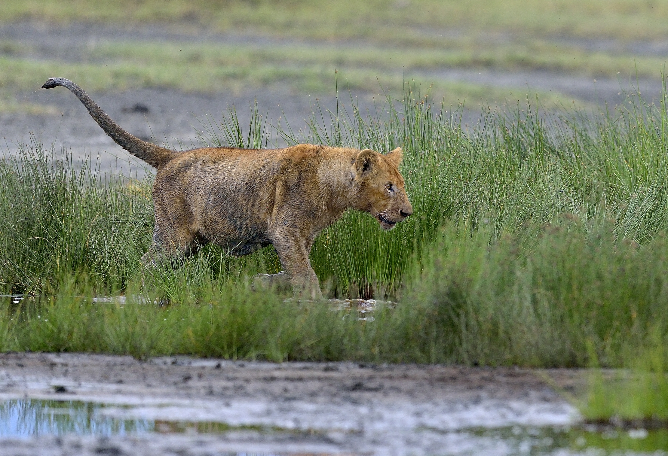Ngotrongoro Cons. Area -  Giochi di giovani leoni
