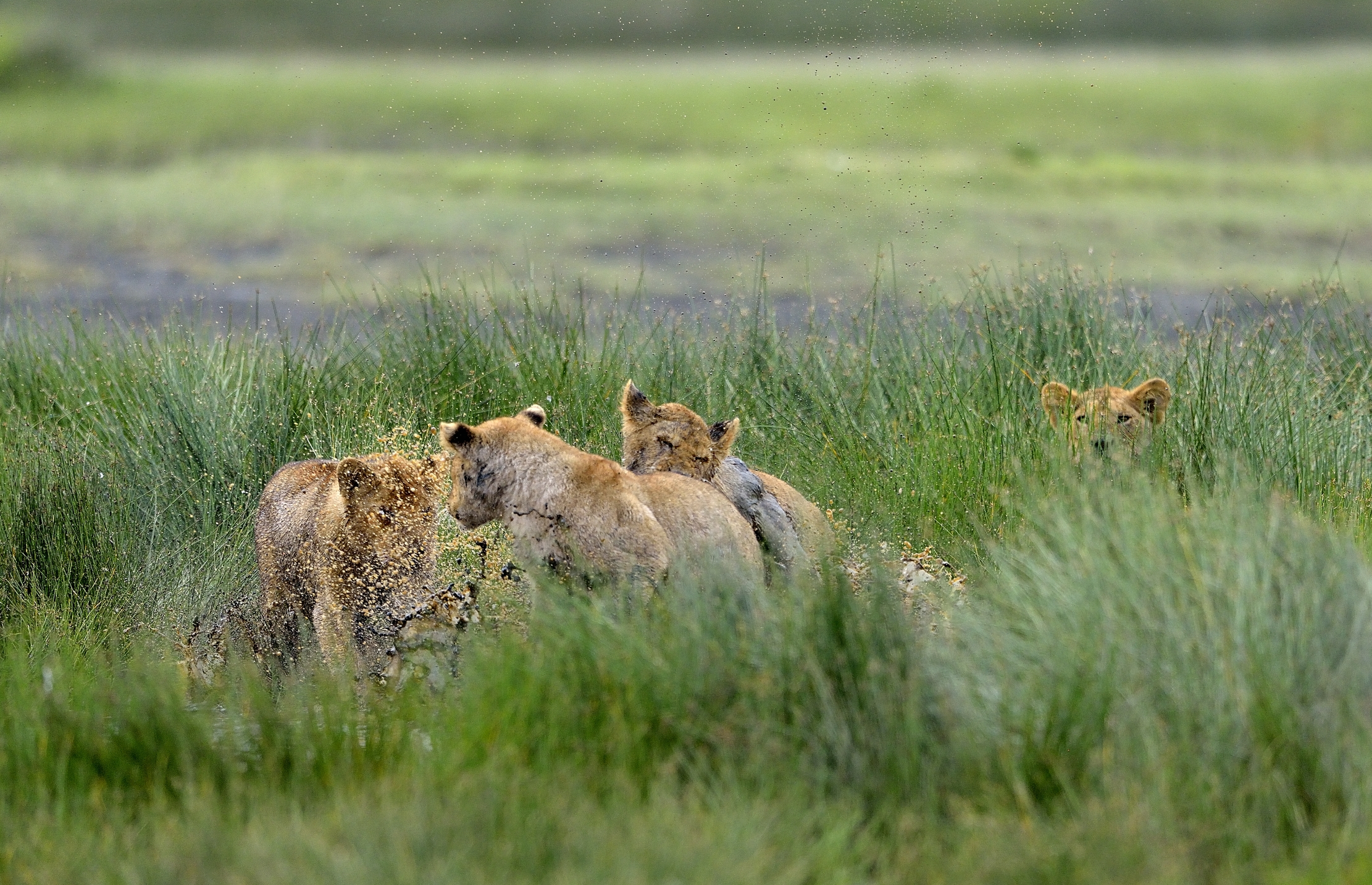 Ngotrongoro Cons. Area -  Giochi di giovani leoni