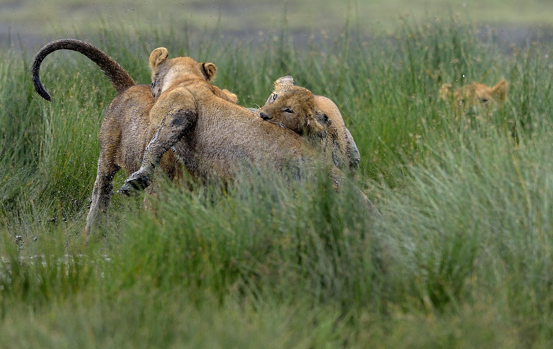 Ngotrongoro Cons. Area -  Giochi di giovani leoni